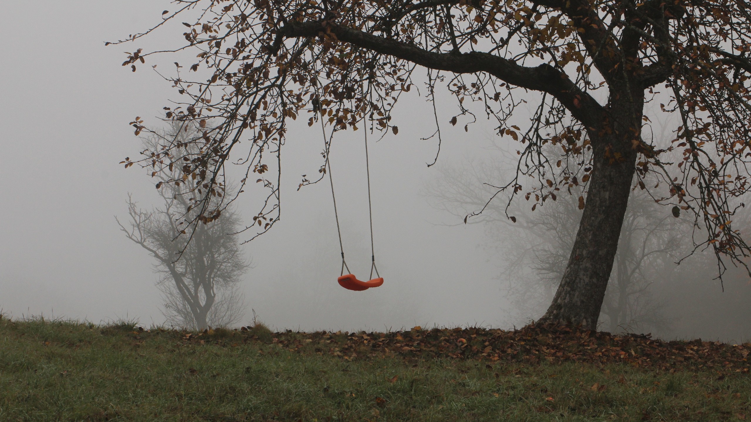 Orange swing hanging from a tree in the mist HD Wallpaper