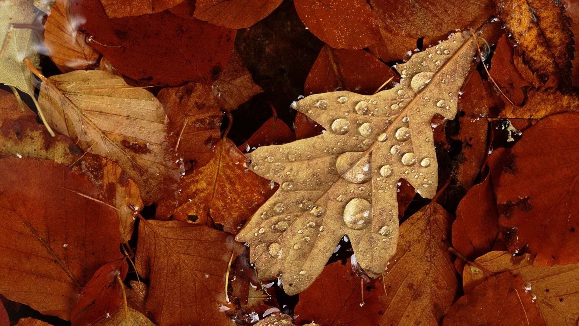 Close-up of wet autumn leaves on the ground HD Wallpaper