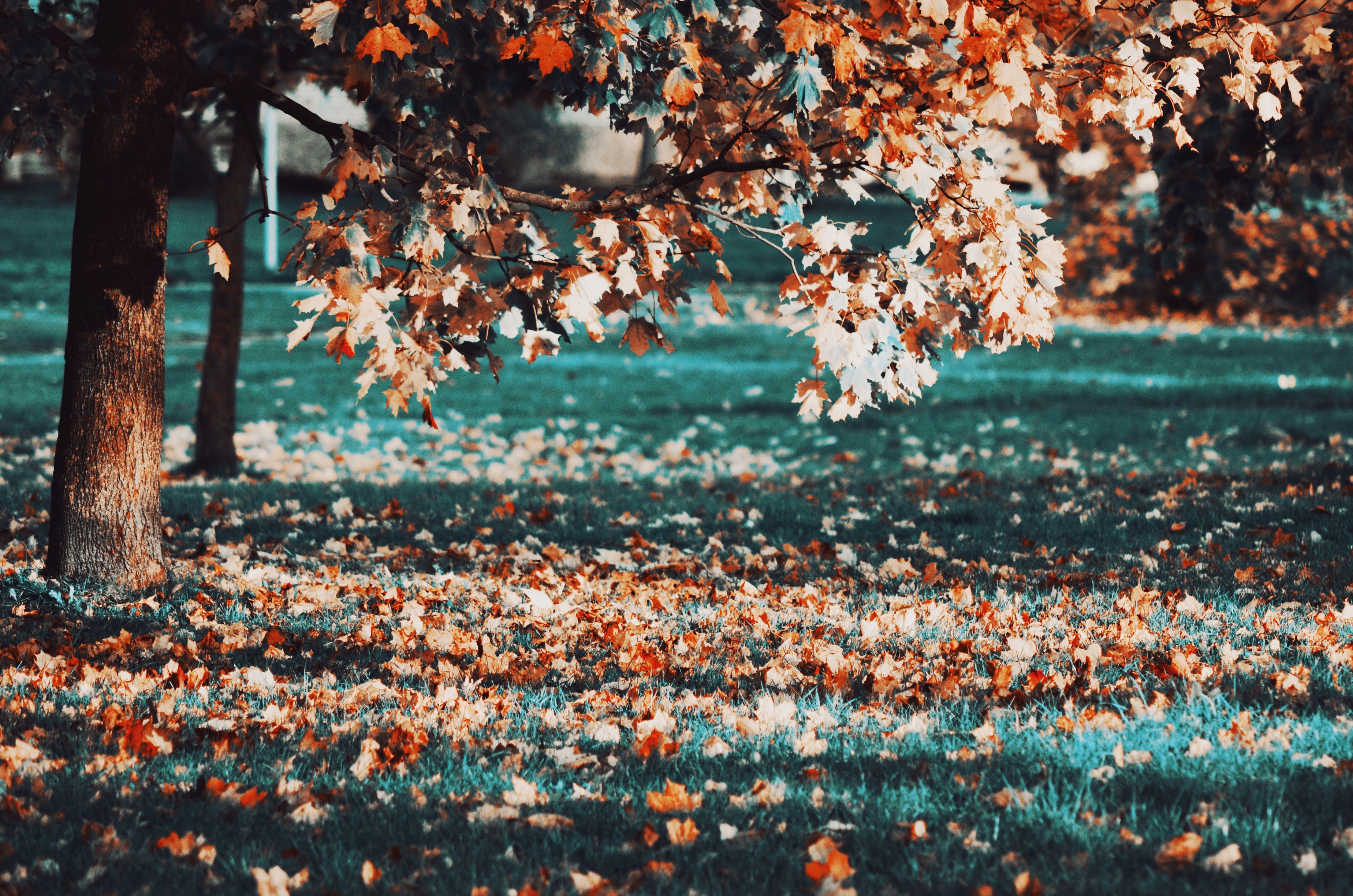 Autumn leaves on the ground and tree branches HD Wallpaper