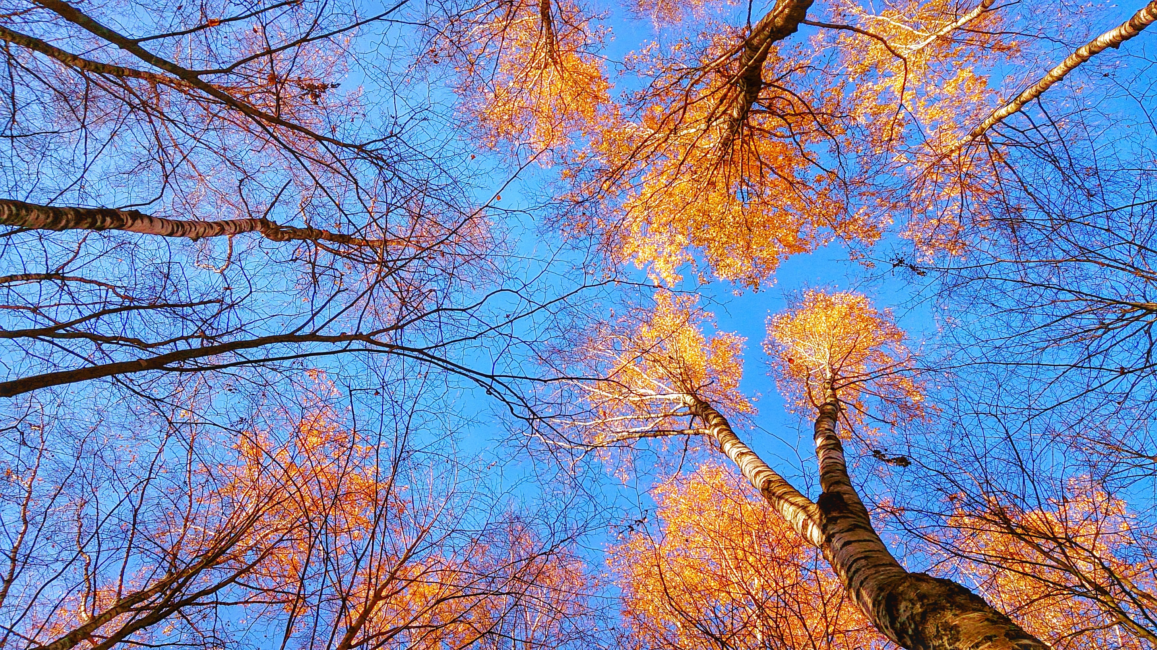 Looking up at autumn trees with orange leaves against a blue sky HD Wallpaper