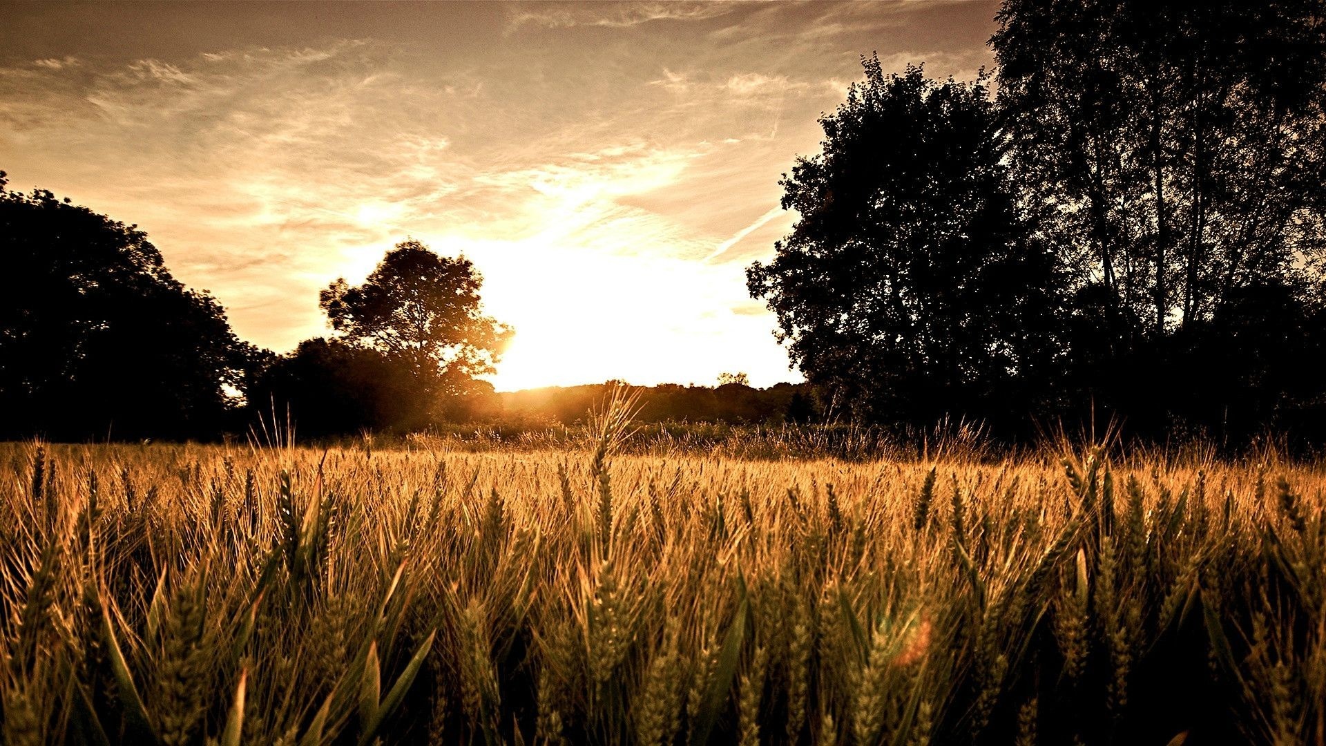 Wheat field at sunset with trees and sky HD Wallpaper