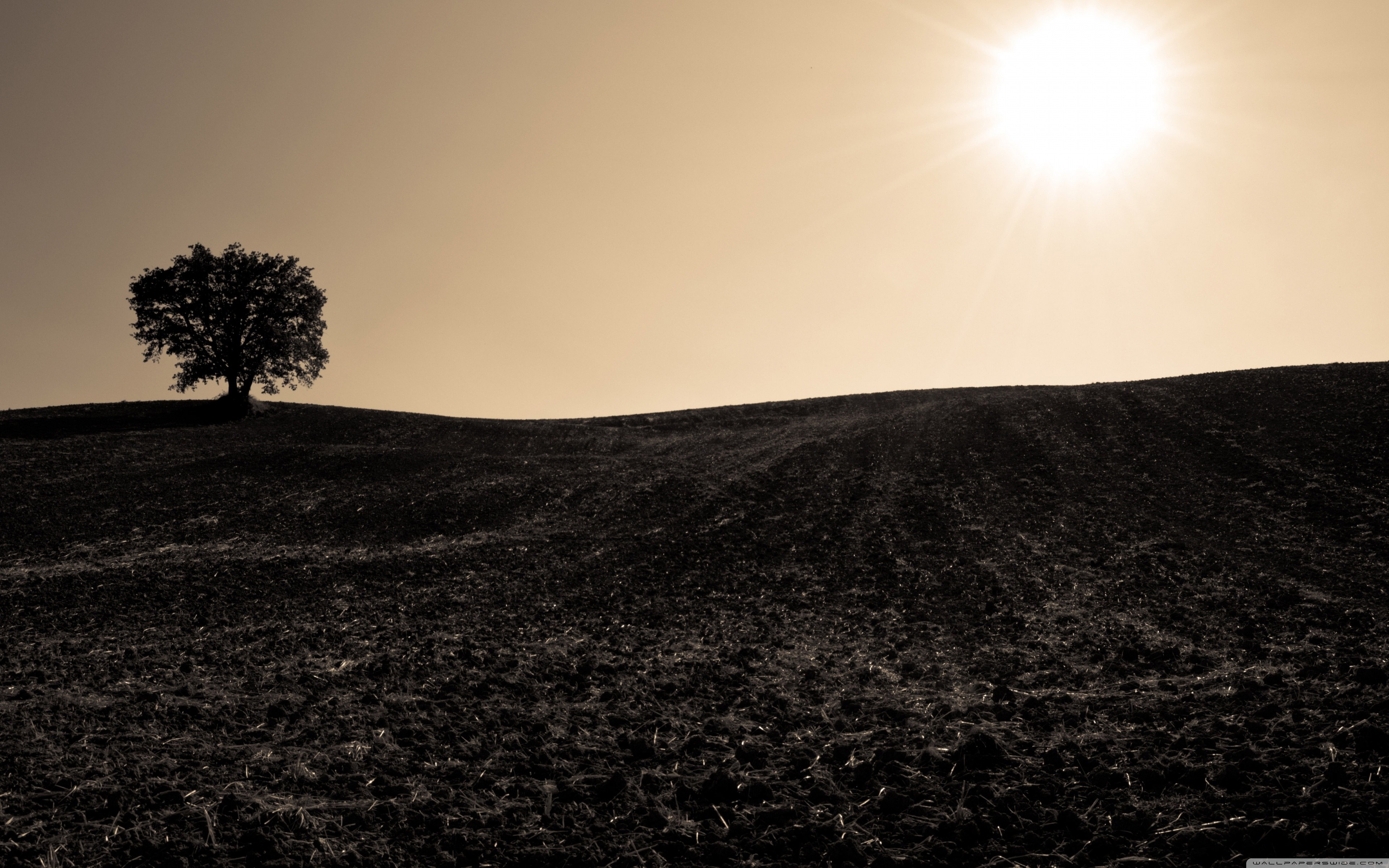 Lone tree on a hill under bright sunlight HD Wallpaper