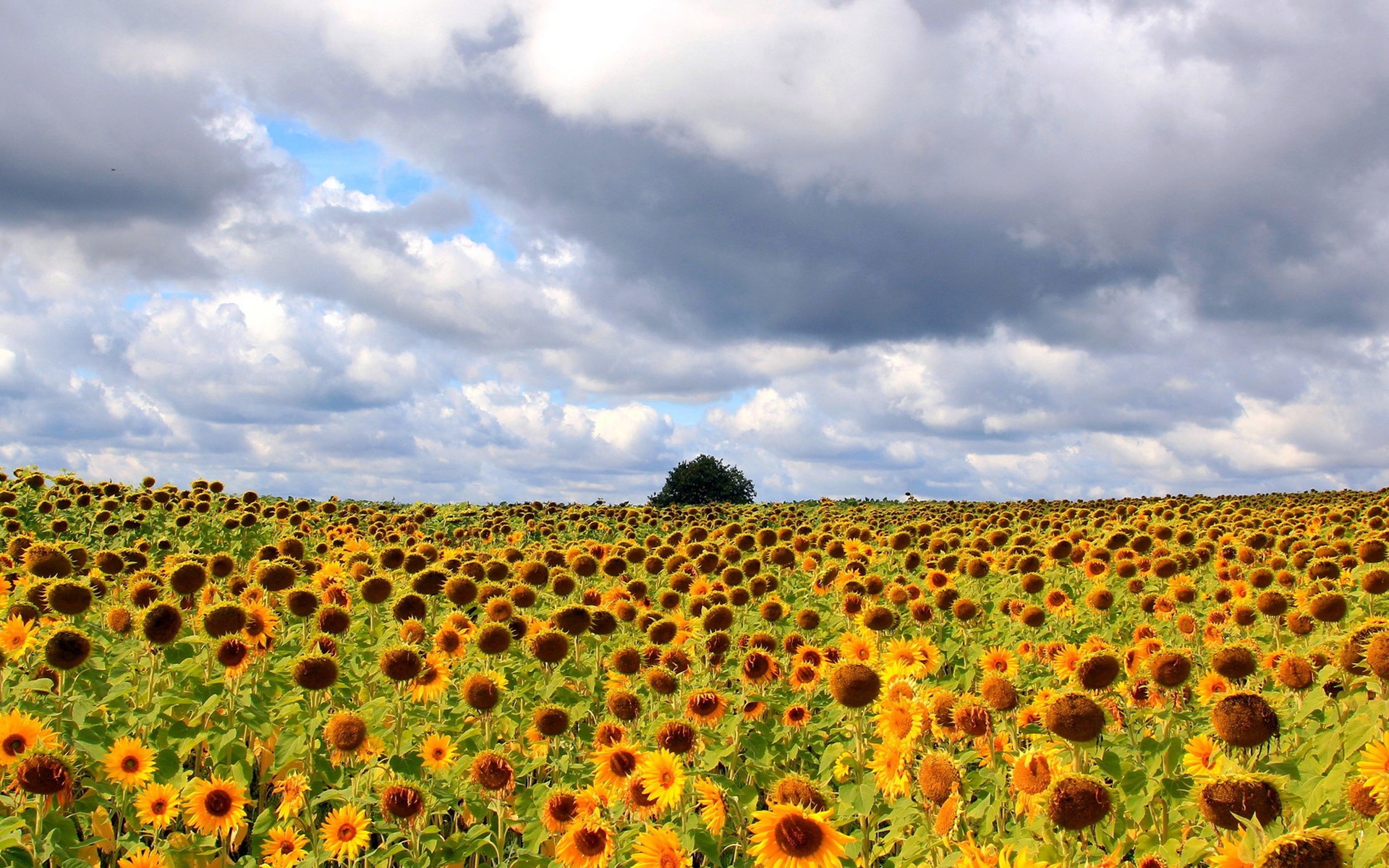 Field of sunflowers under a cloudy sky HD Wallpaper
