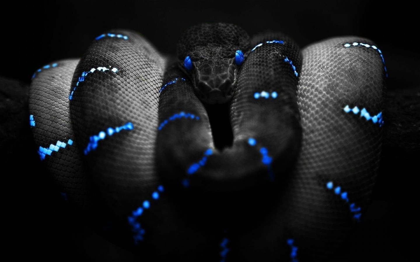 Snake with blue markings on black background HD Wallpaper
