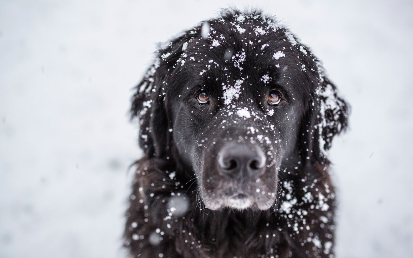 Black Newfoundland dog in the snow HD Wallpaper