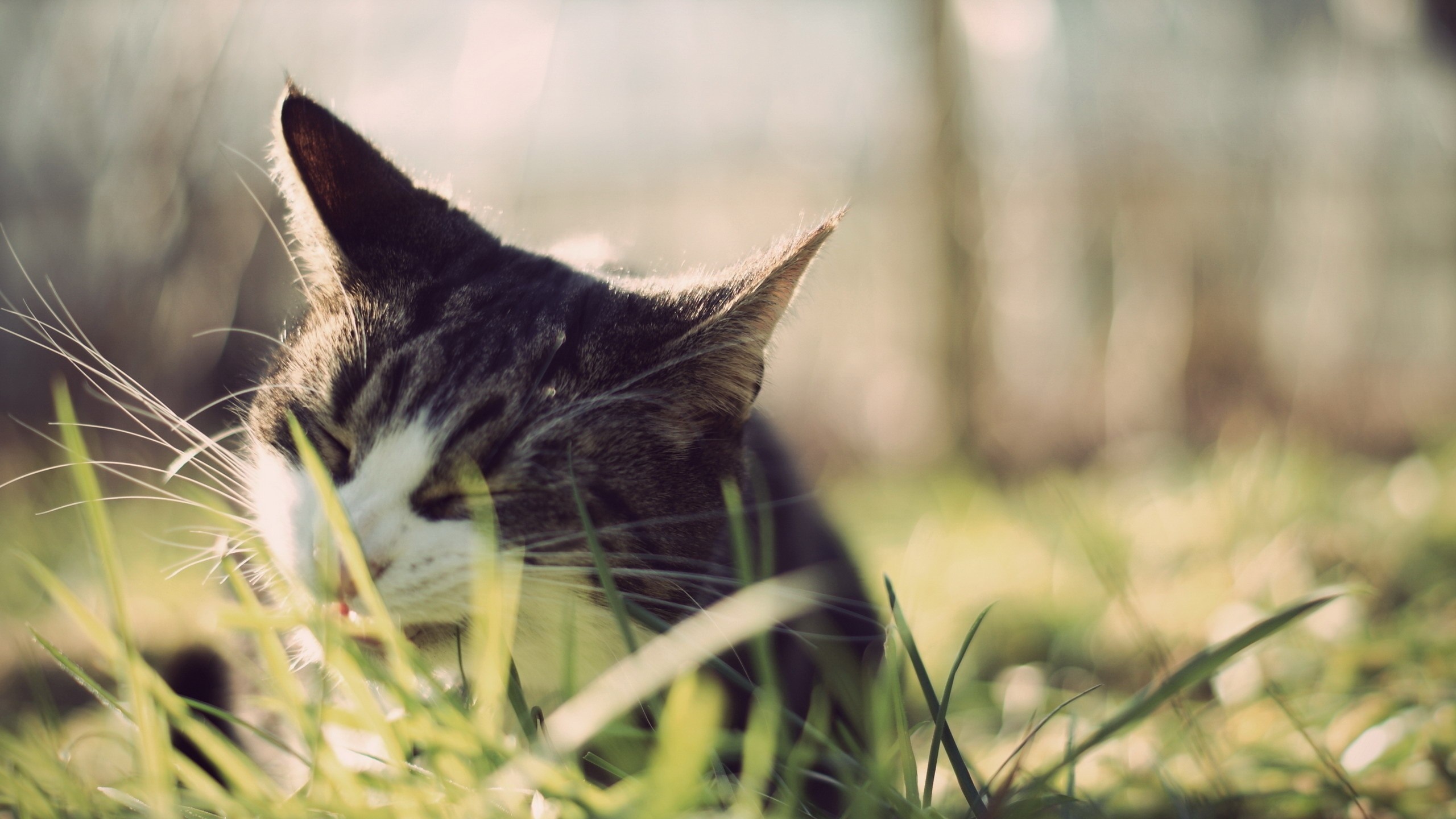 Close up of a tabby cat in grass HD Wallpaper