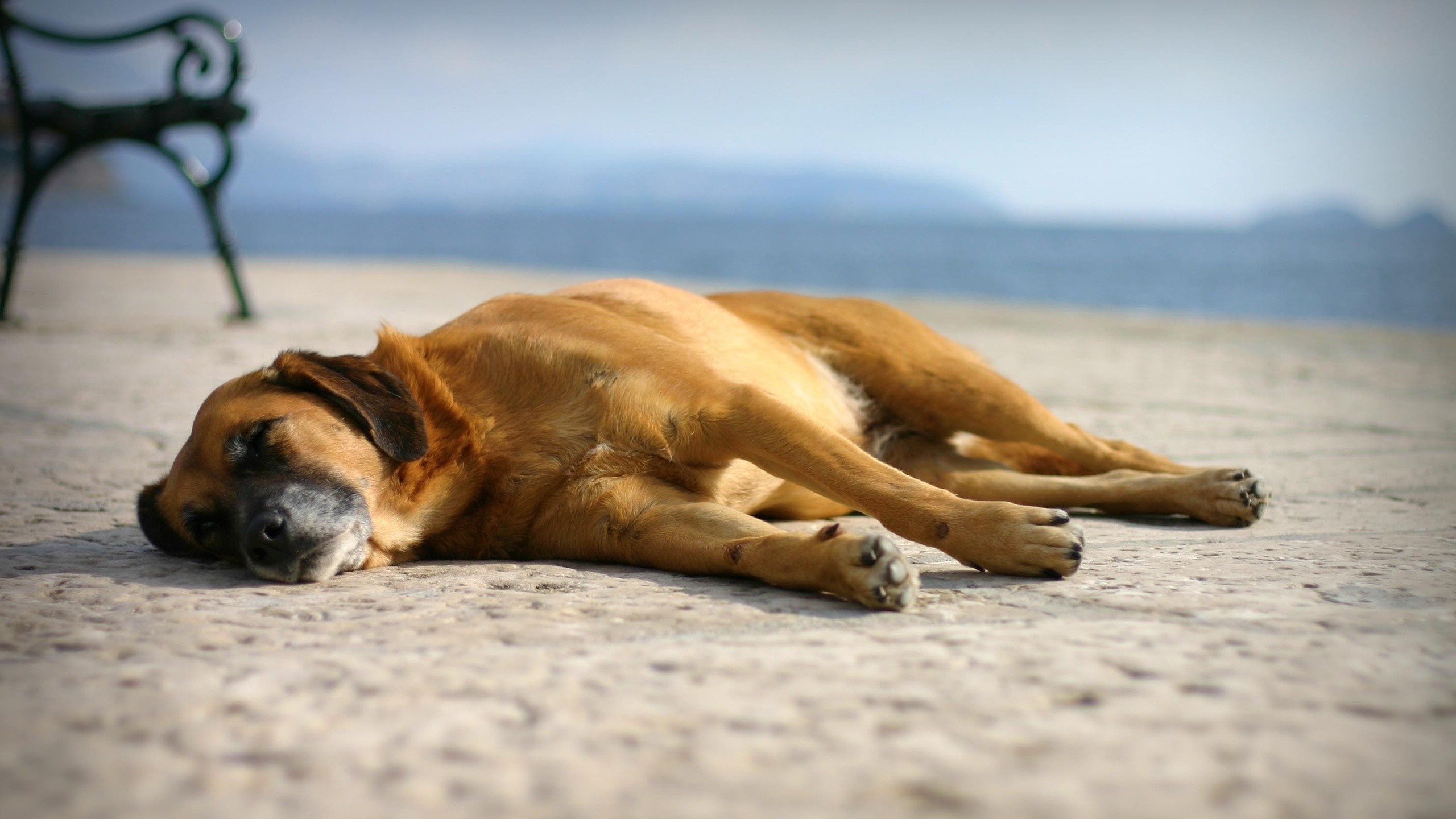 A brown dog sleeps on a concrete surface by the water HD Wallpaper