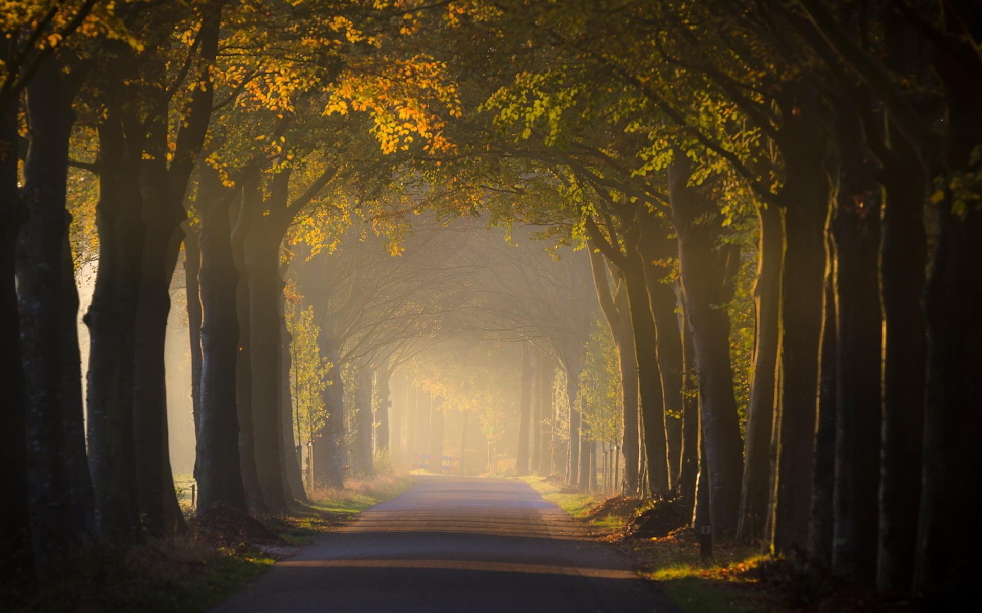 Tree-lined road in autumn with morning mist HD Wallpaper