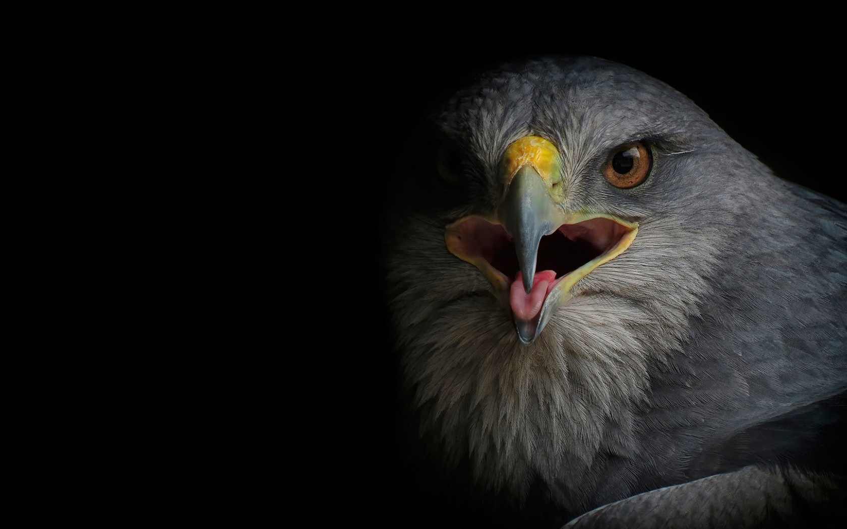 Close up of a bird of prey with open beak HD Wallpaper