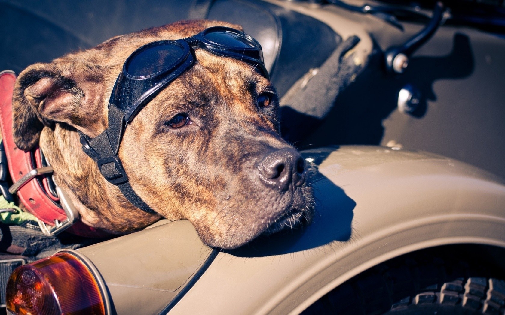 Dog wearing goggles on a motorcycle HD Wallpaper