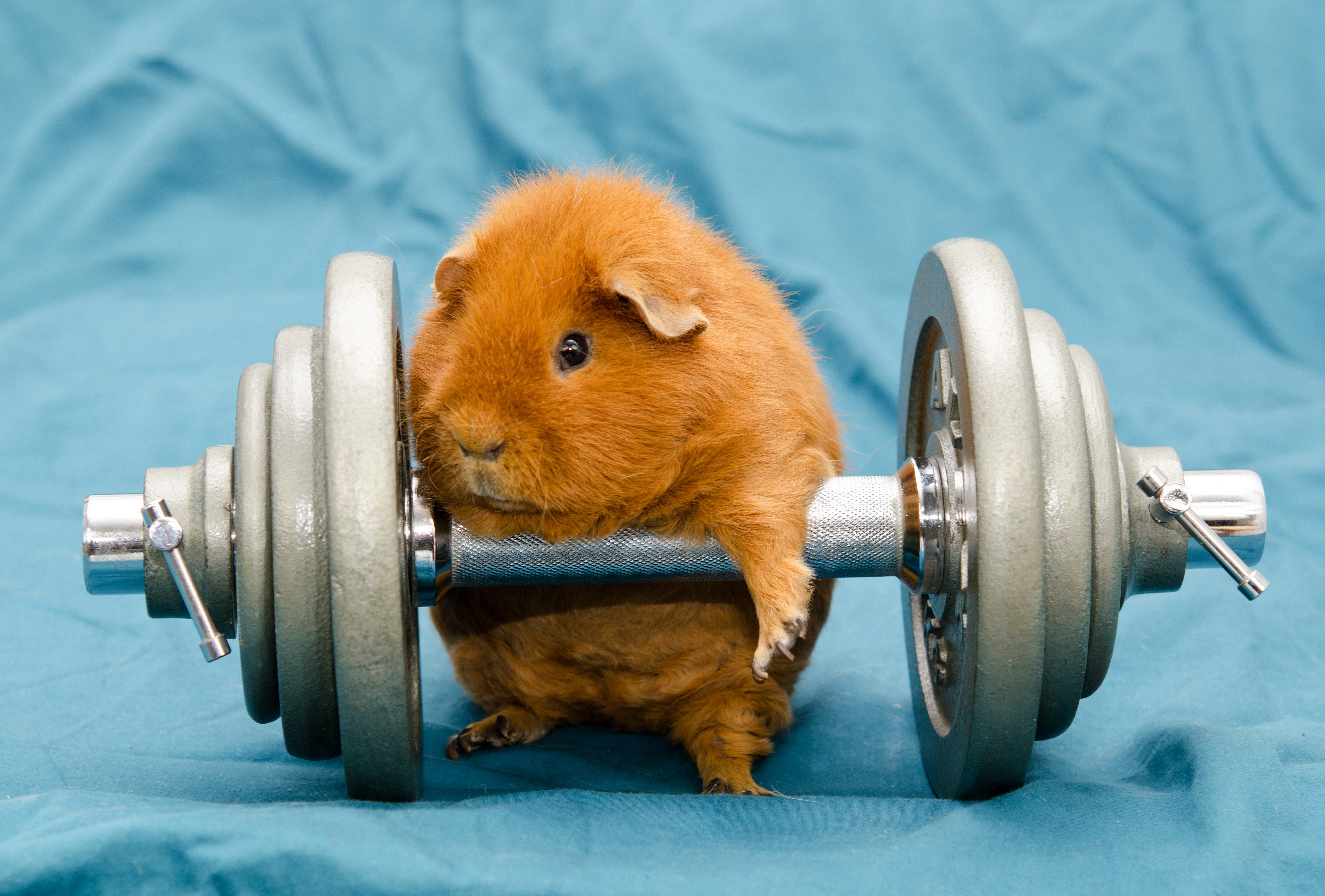 Adorable Guinea Pig with Dumbbell HD Wallpaper