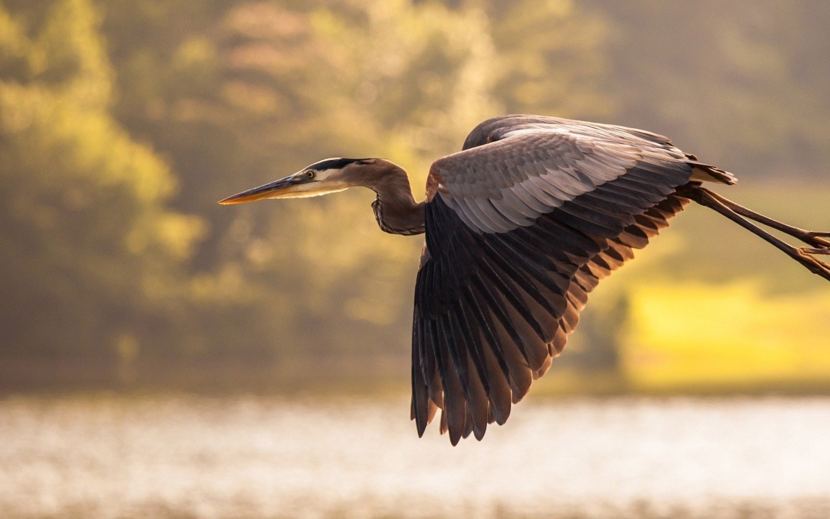 Great Blue Heron in flight over water HD Wallpaper
