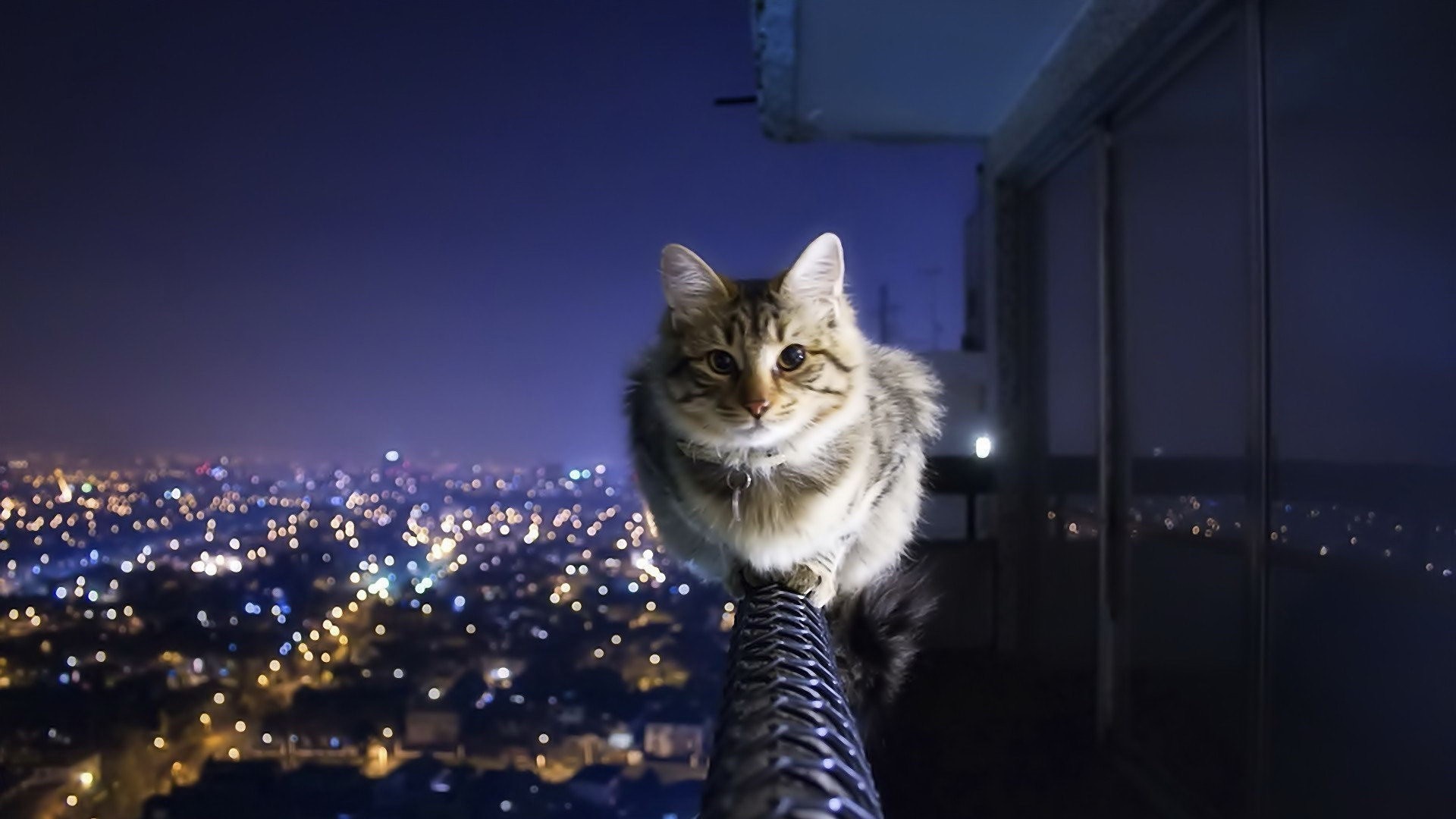 Cat on a railing overlooking a city at night HD Wallpaper