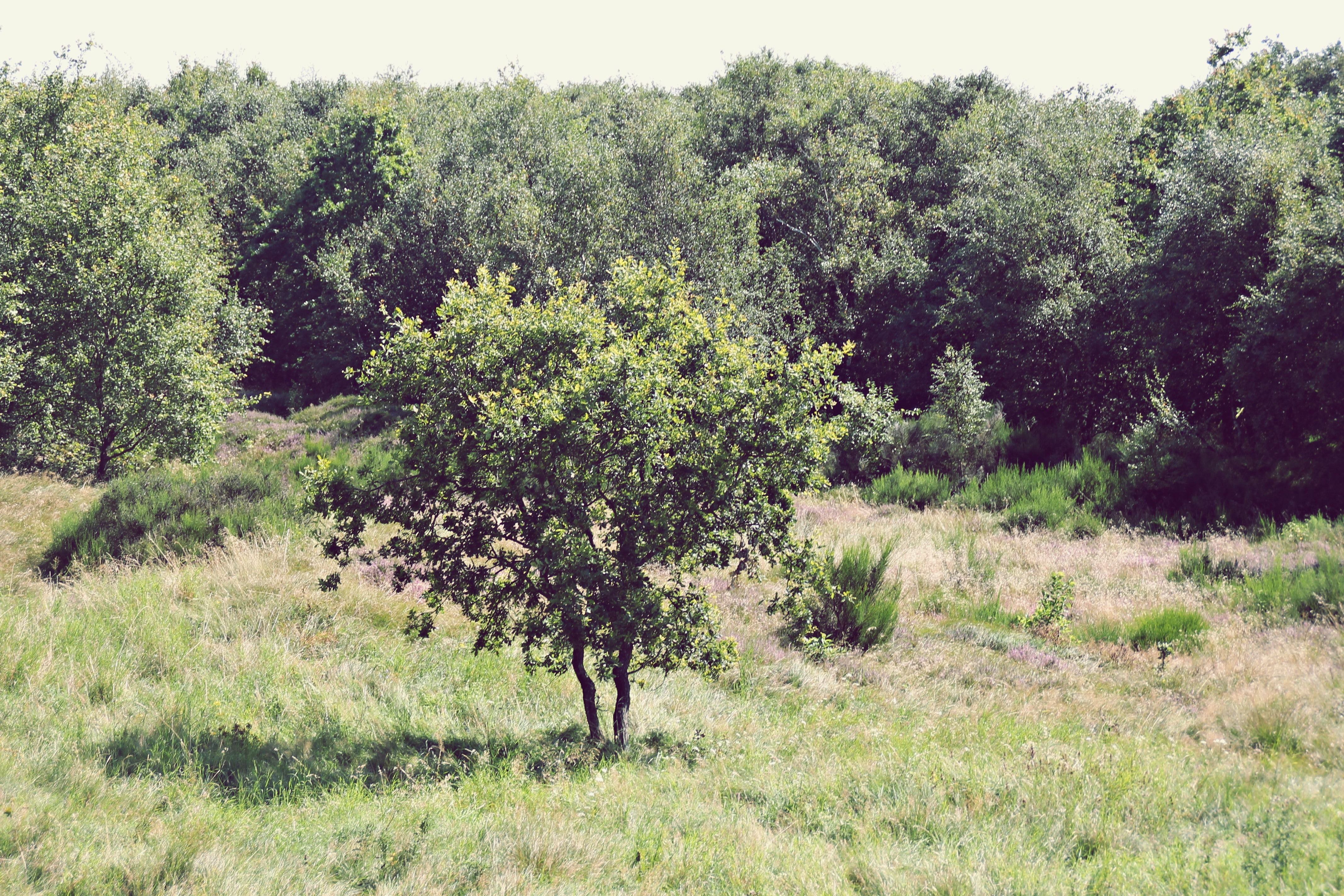 A lone tree in a grassy field with a forest in the background HD Wallpaper