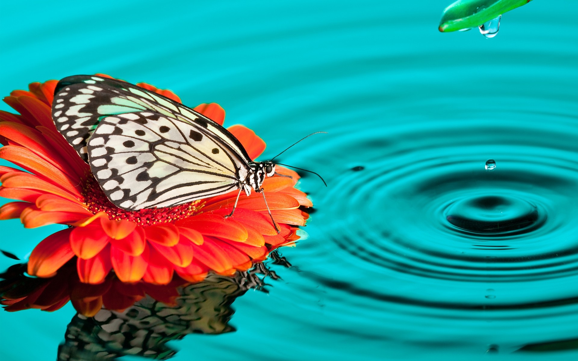 Butterfly on an orange flower with water ripples HD Wallpaper
