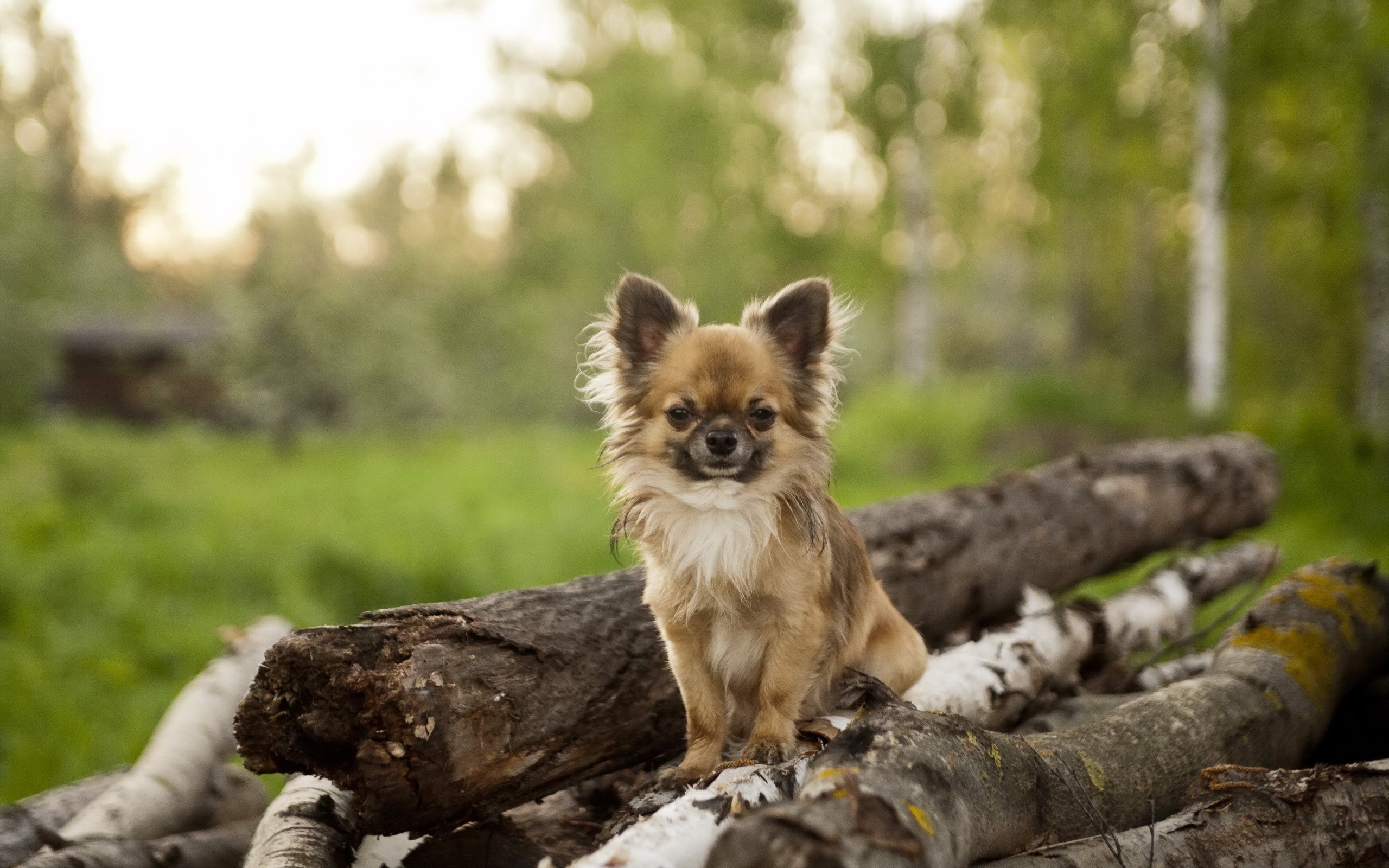 Long-haired Chihuahua dog sitting on logs HD Wallpaper
