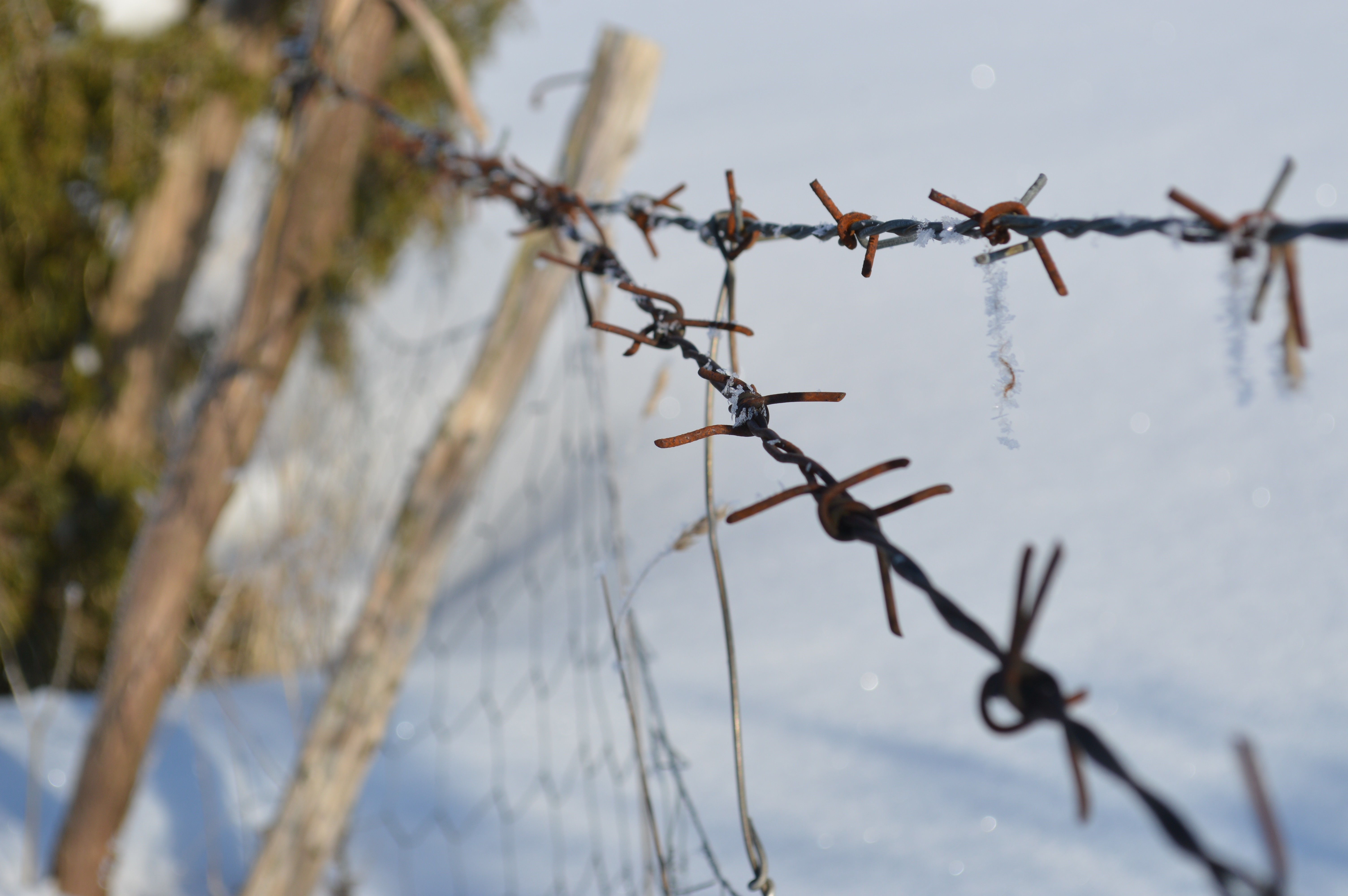 Barbed wire fence in the snow during winter HD Wallpaper