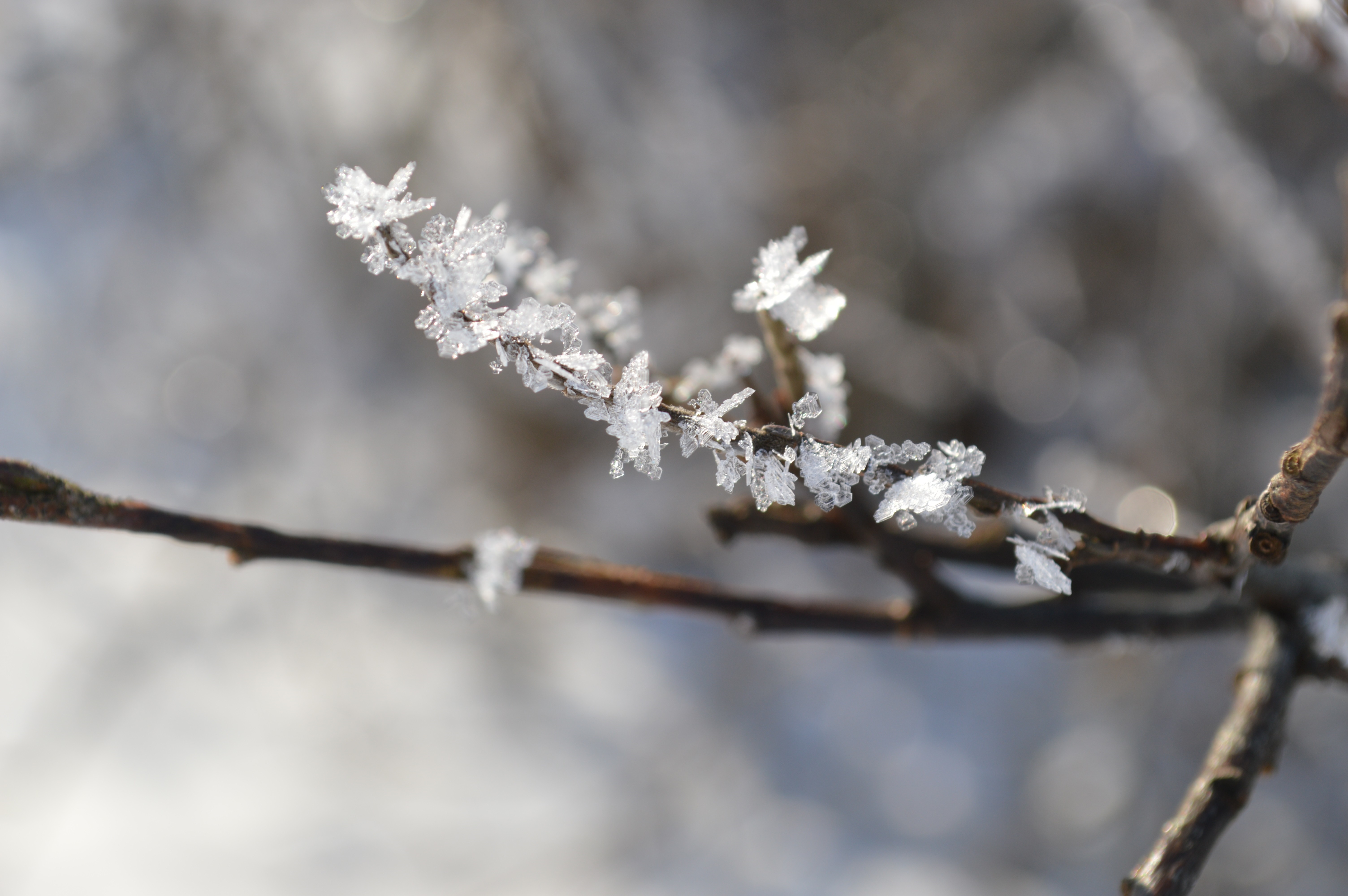 Close-up of frost crystals on a tree branch in winter HD Wallpaper