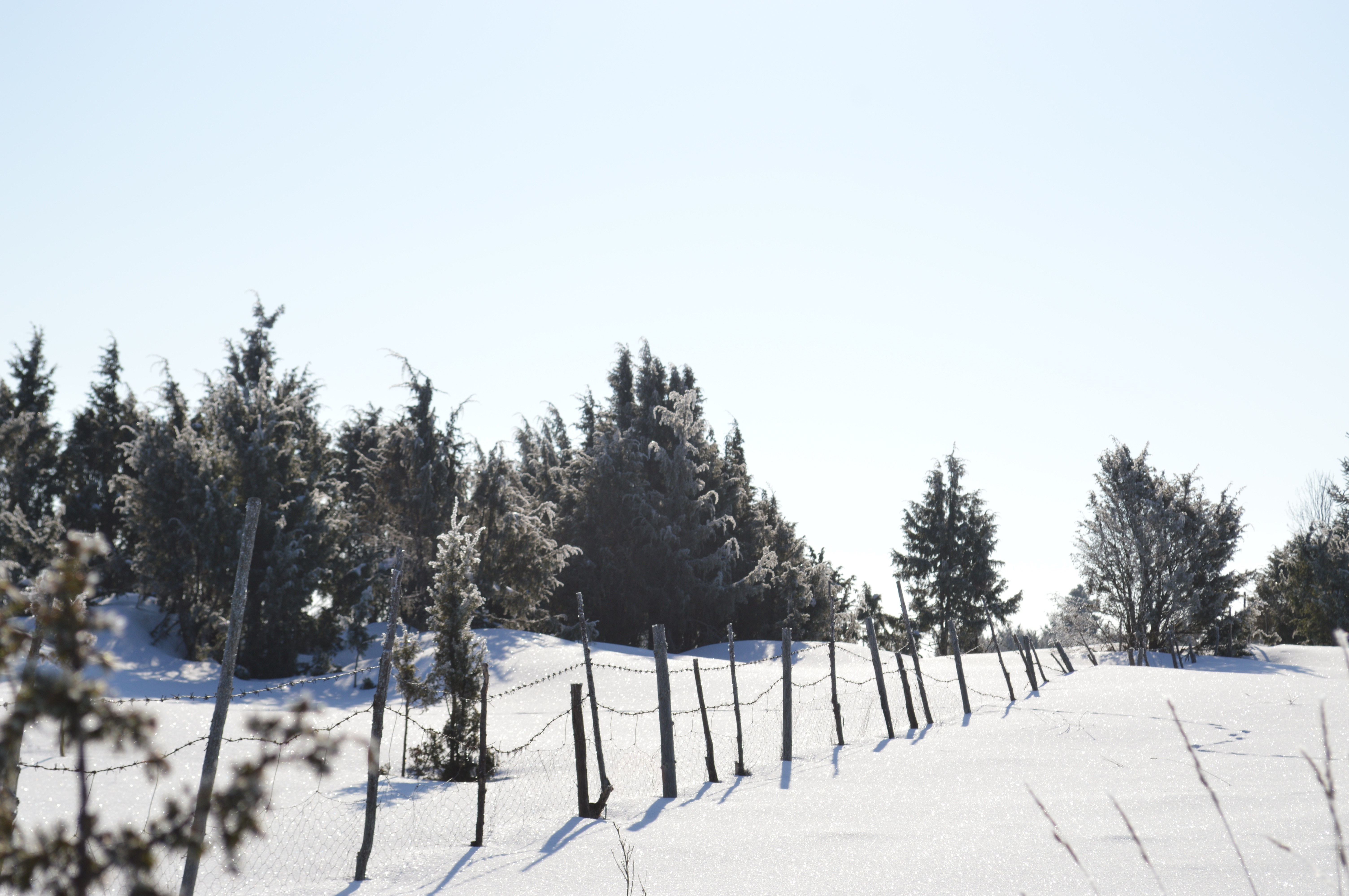 Snowy landscape with trees and a fence HD Wallpaper