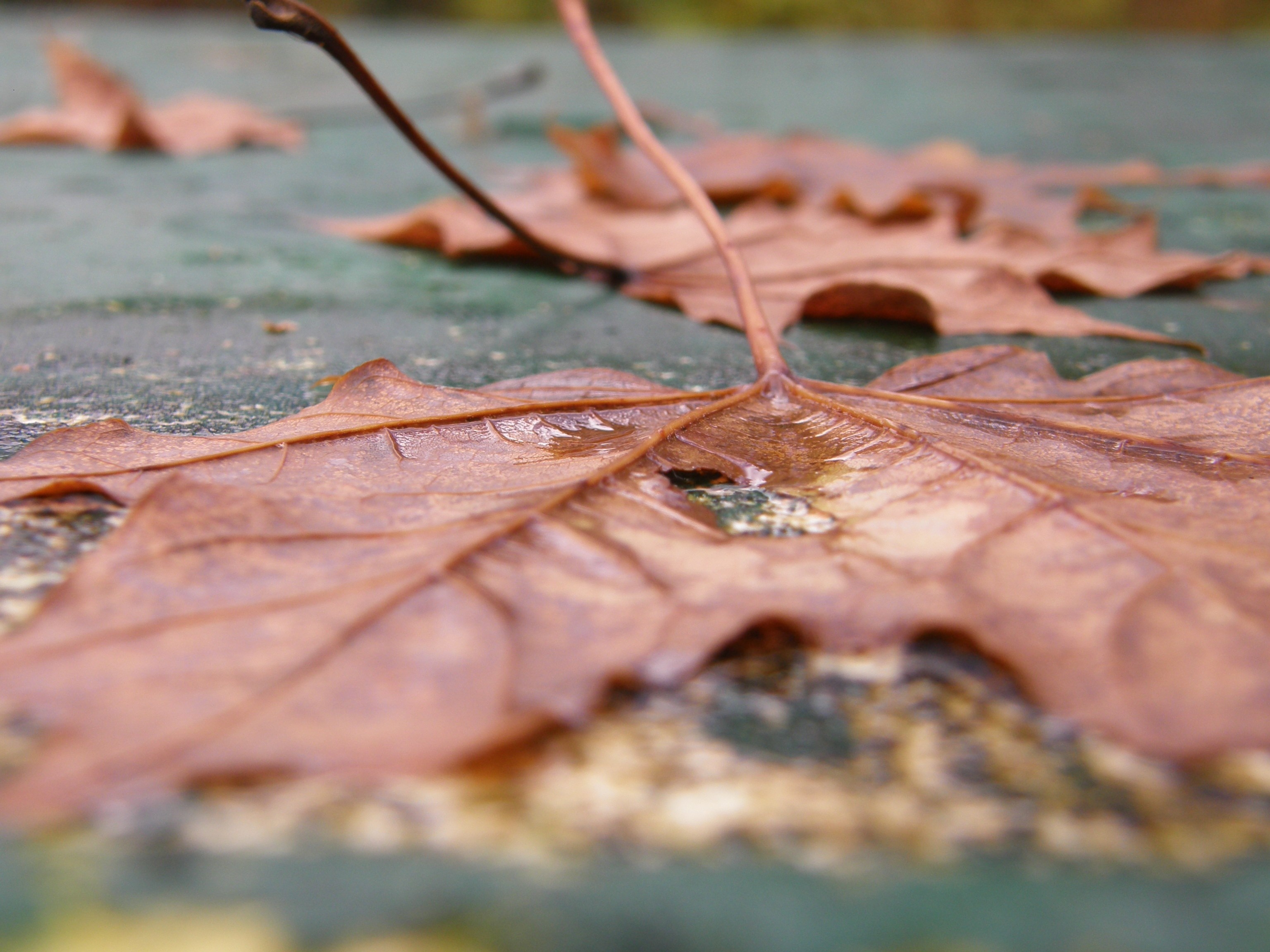 Close-up of wet autumn leaves on a green surface HD Wallpaper