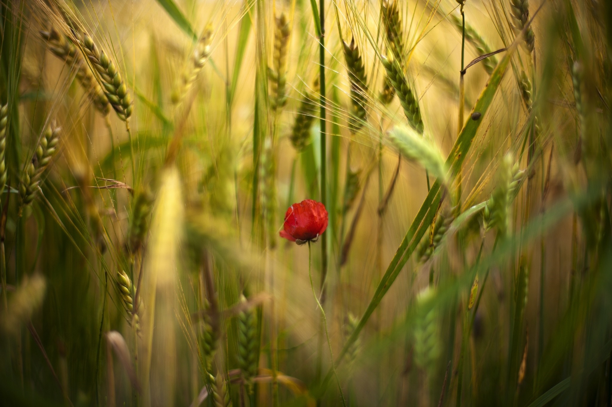 Red poppy flower in a wheat field HD Wallpaper