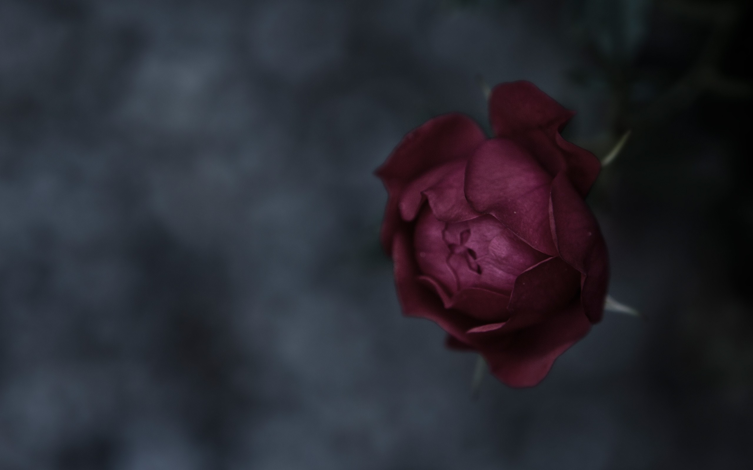 Dark Red Rose Blossom Close-Up HD Wallpaper