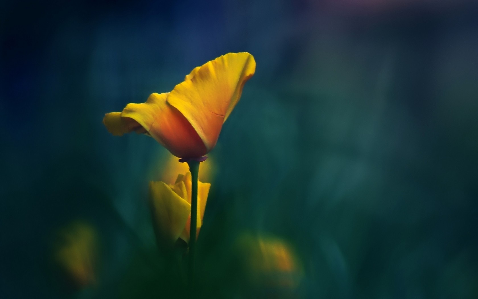 Yellow poppy flower in soft focus HD Wallpaper