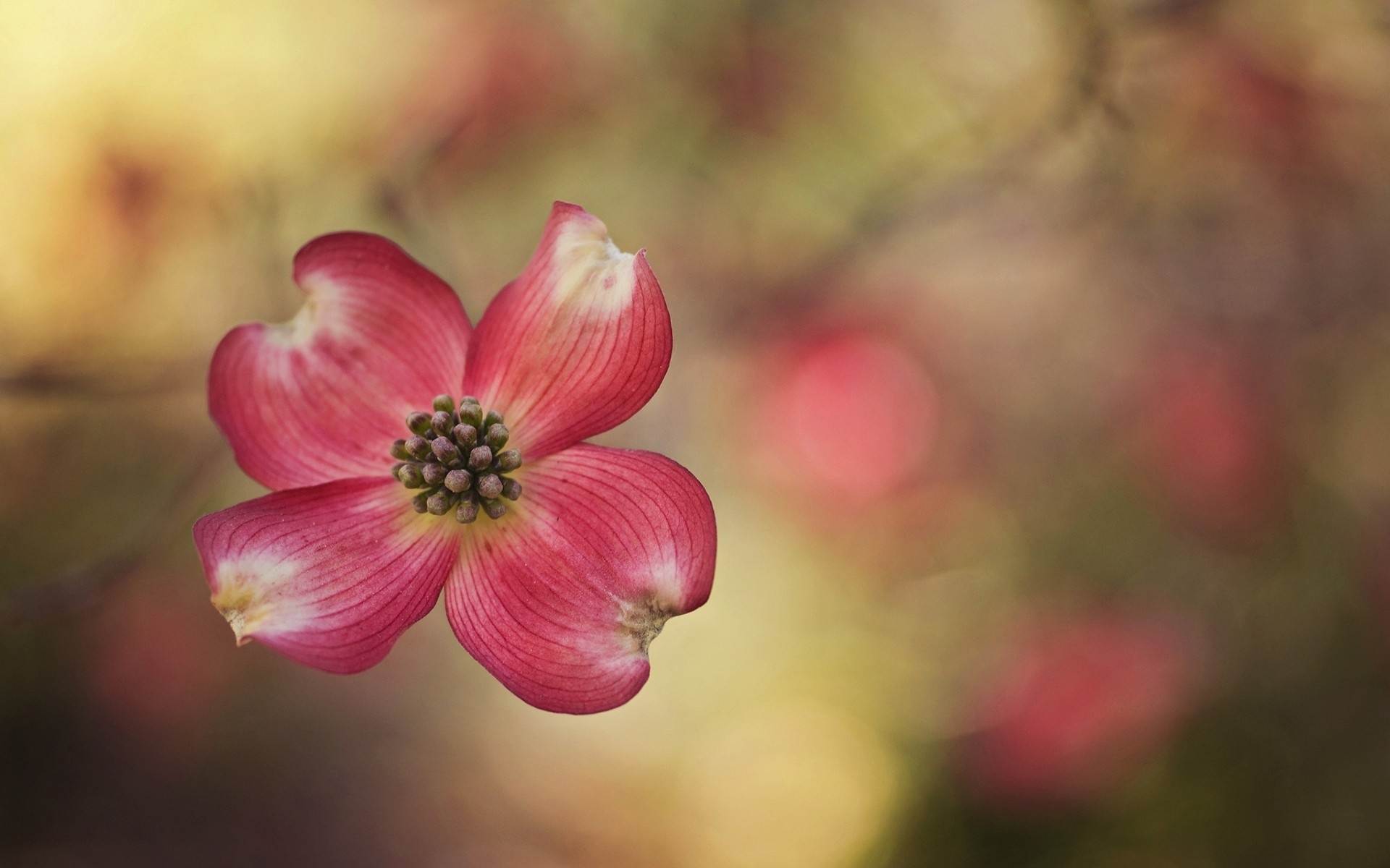 Pink Dogwood Flower Macro Photography HD Wallpaper