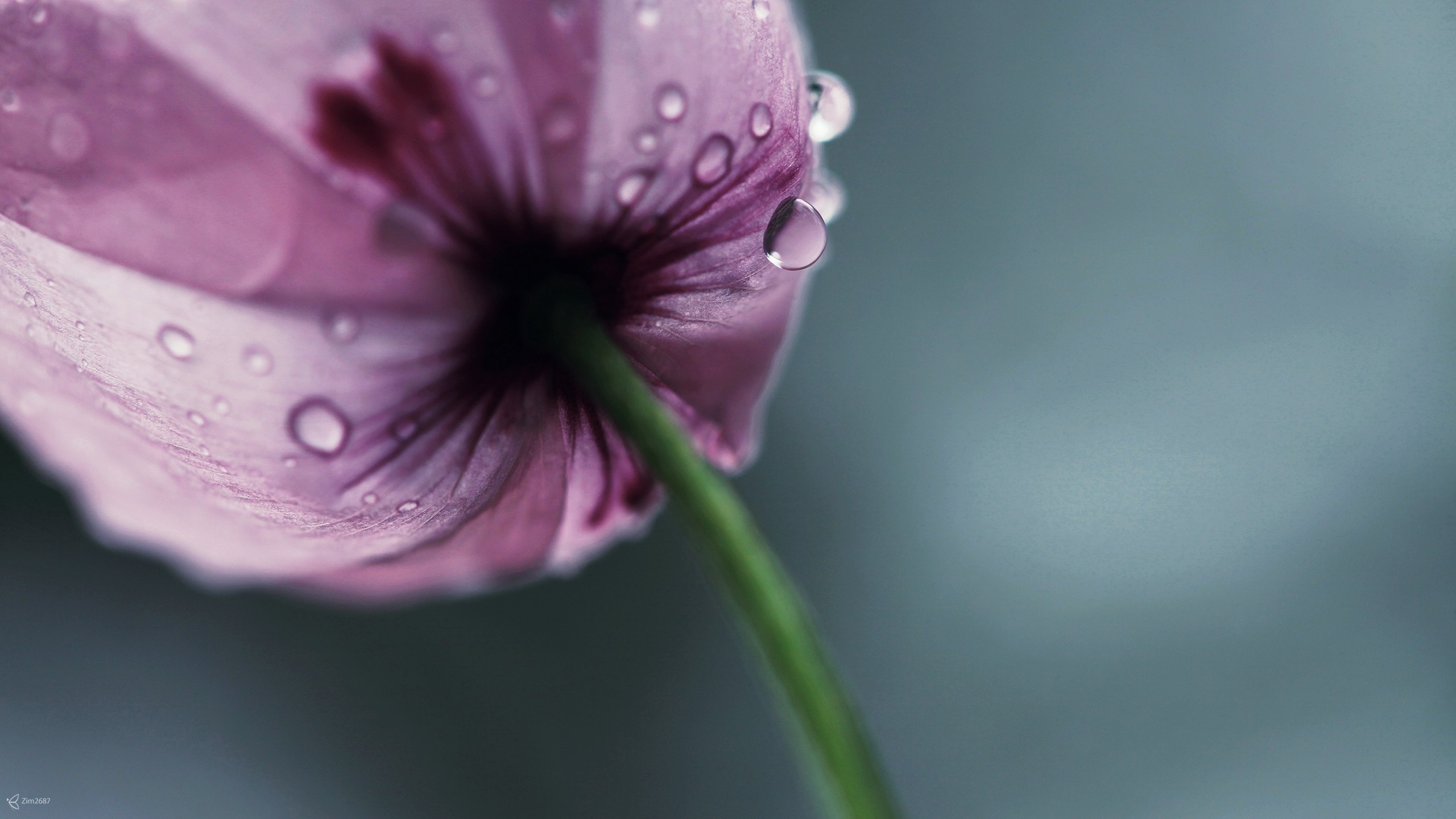 Close-up of a pink flower with water drops HD Wallpaper