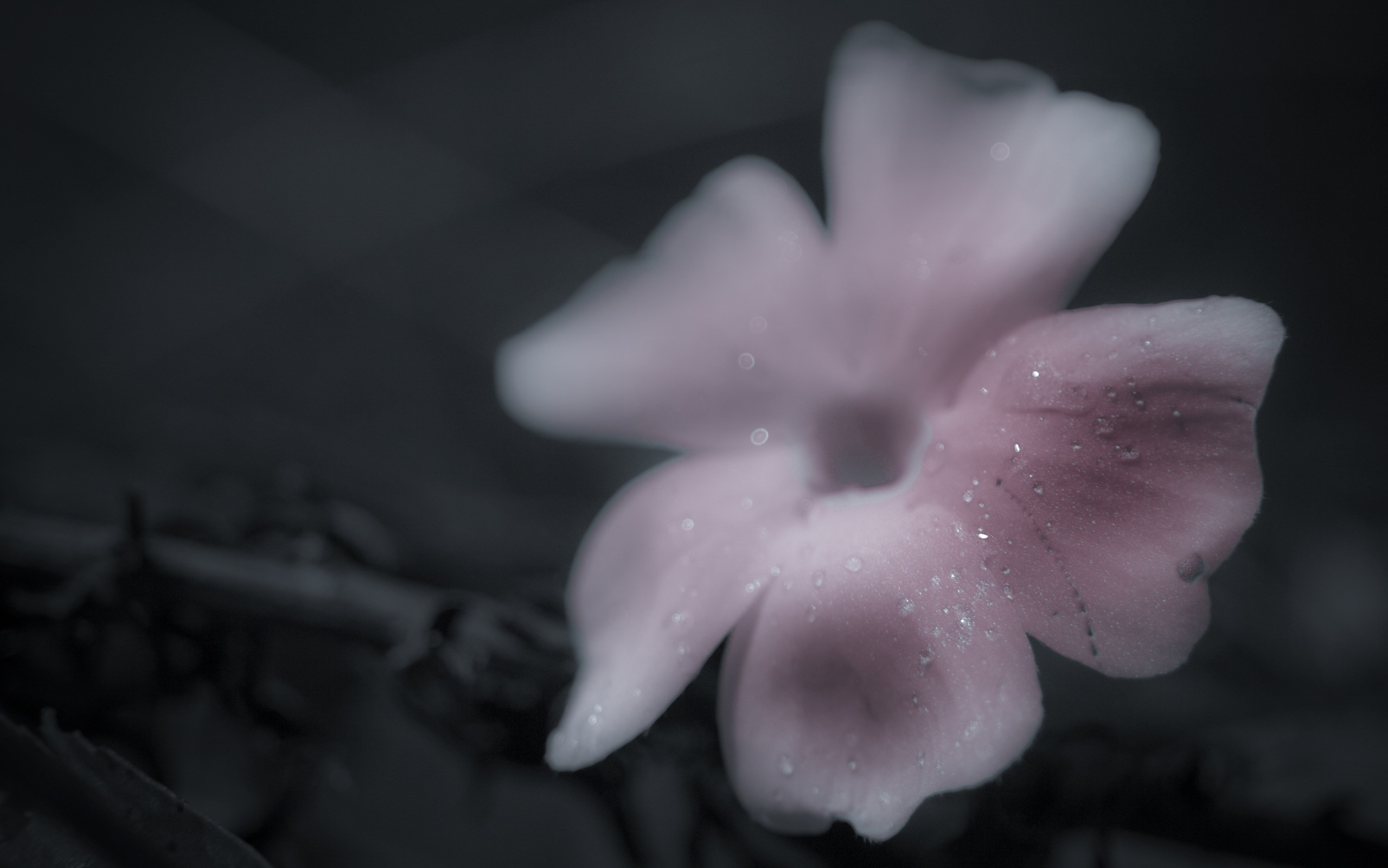 Close up of a pink flower with water drops HD Wallpaper