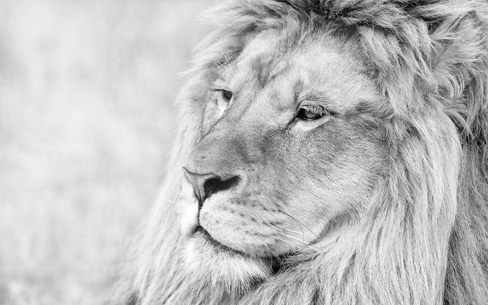 Close-up monochrome portrait of a male lion HD Wallpaper