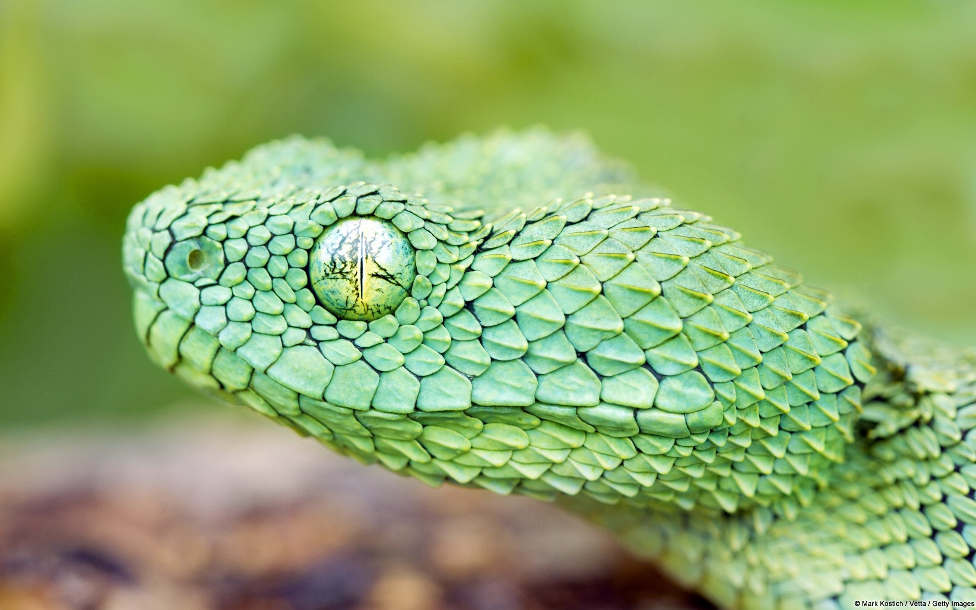 Close-Up of a Vibrant Green Snake with Detailed Scales HD Wallpaper