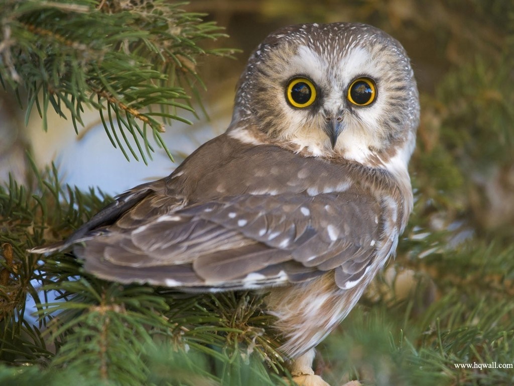 Northern Saw-whet Owl perched on a pine branch HD Wallpaper