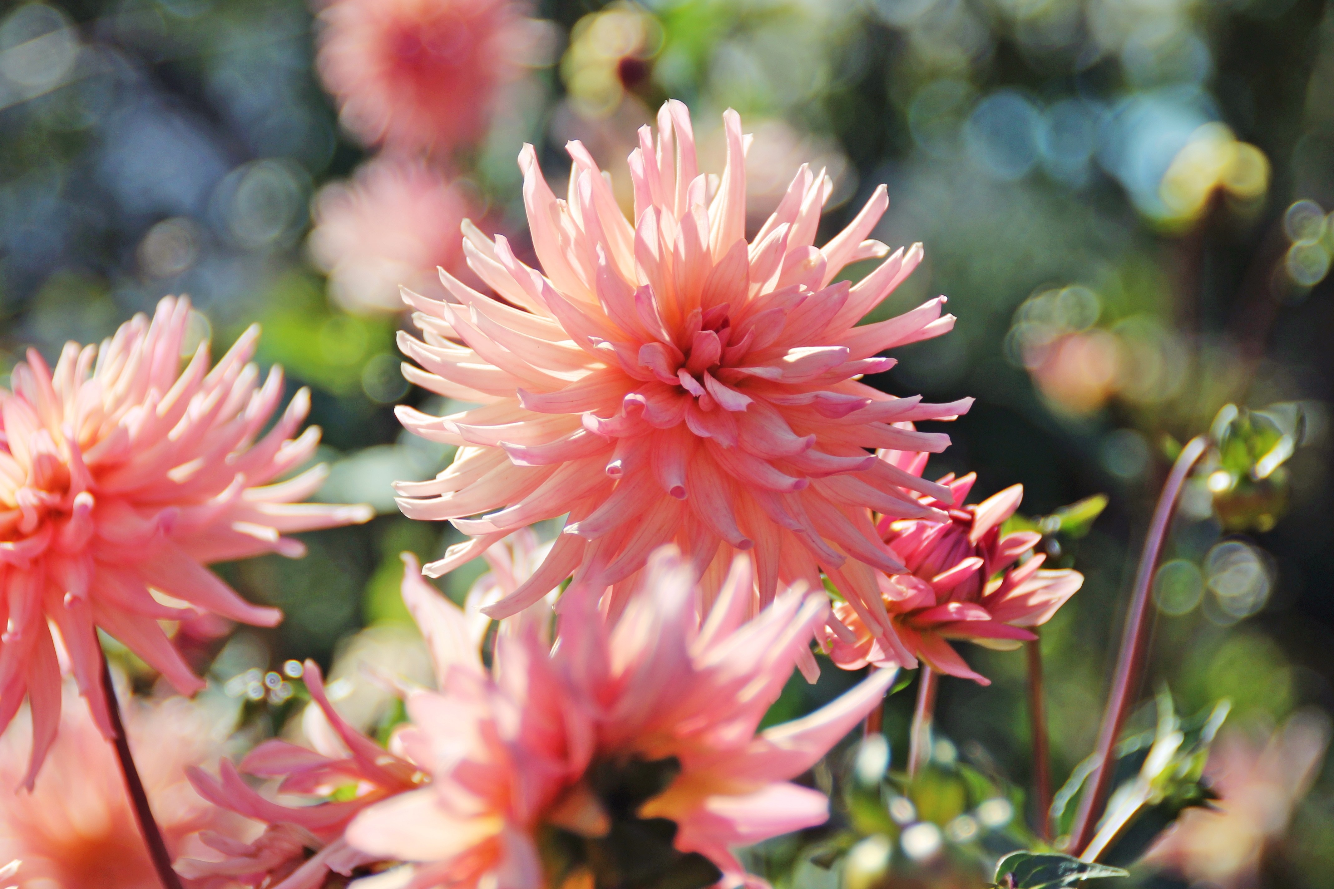 Close-up of pink dahlias in a garden HD Wallpaper
