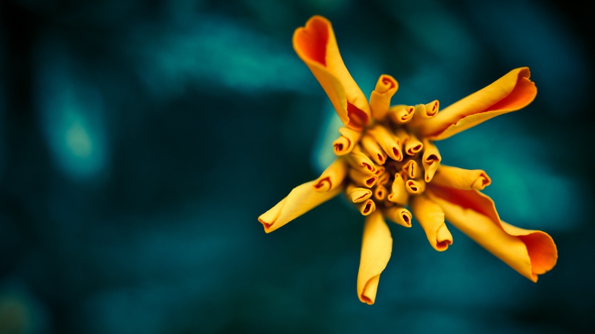 Close-up of a yellow flower bud HD Wallpaper