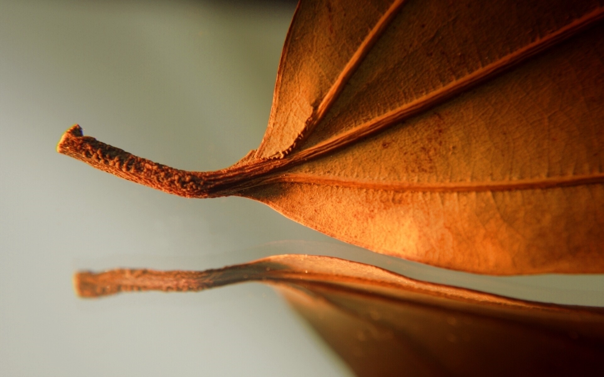 Macro shot of a dry brown leaf stem and reflection HD Wallpaper