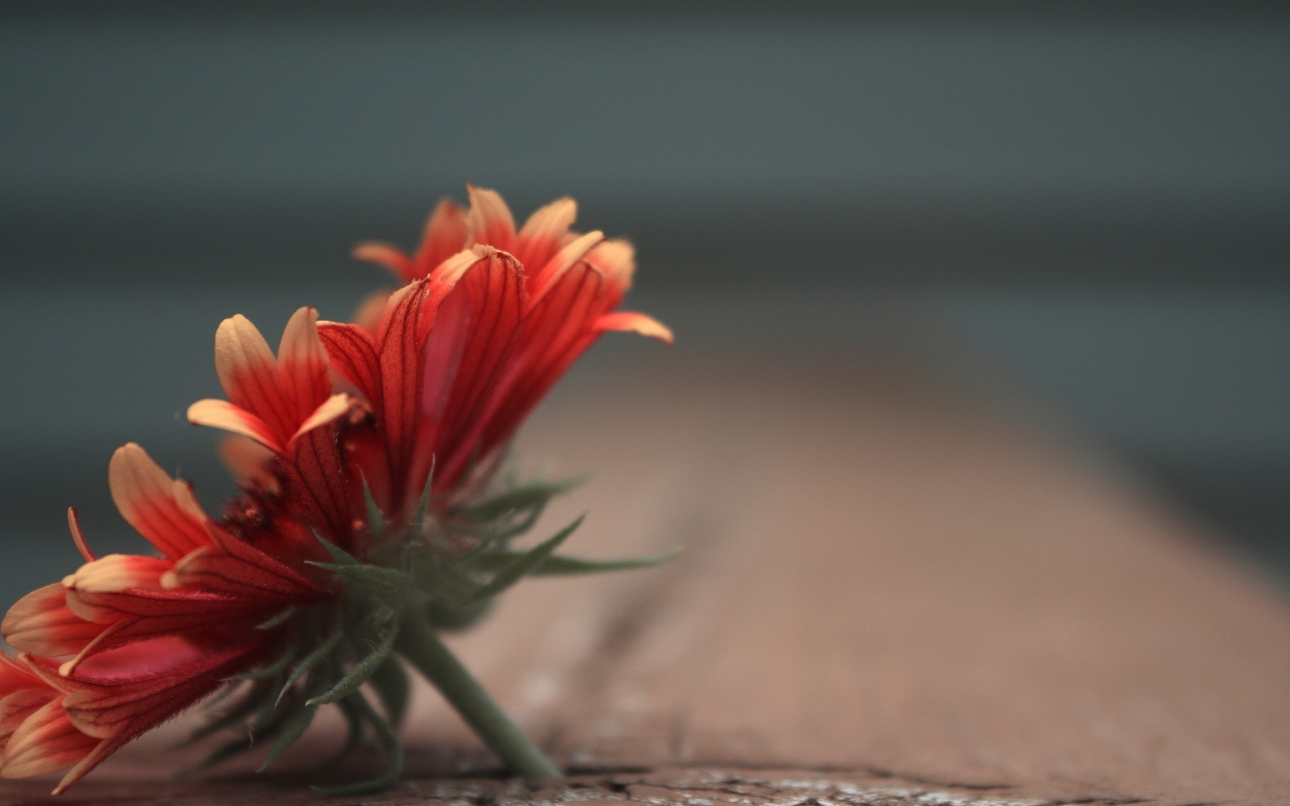 Red and yellow flower on a wooden surface HD Wallpaper