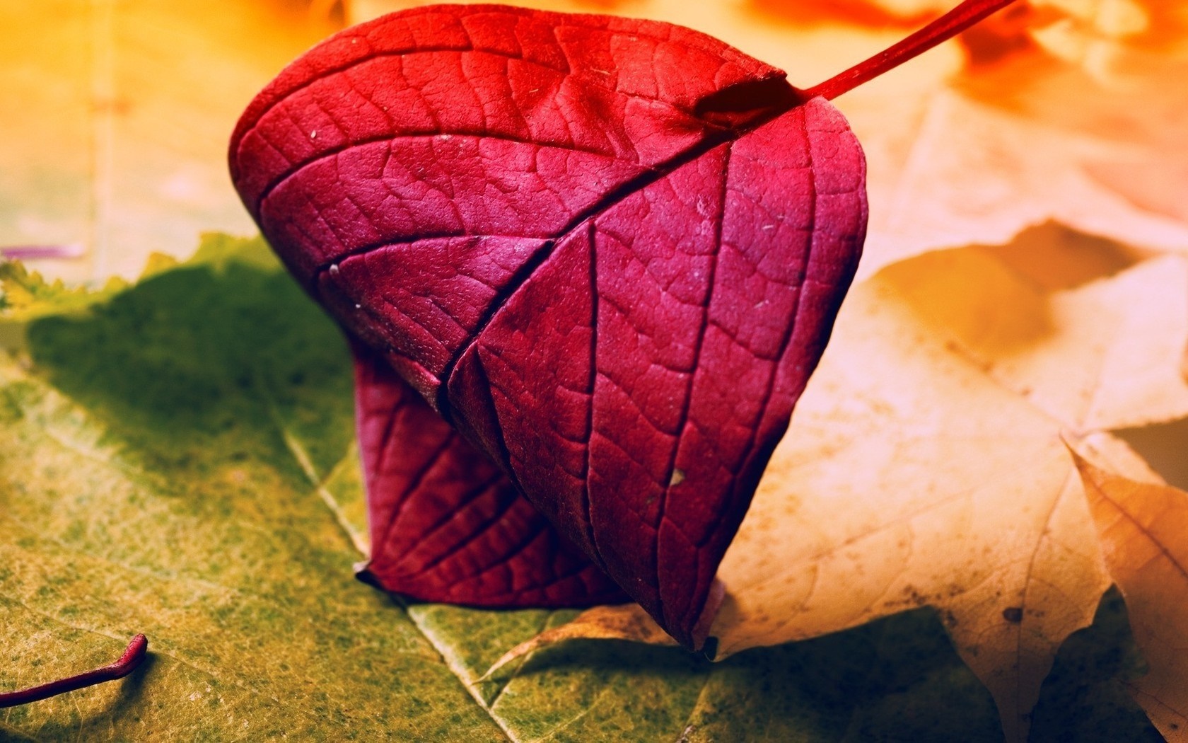 Close up of red autumn leaf on other leaves HD Wallpaper