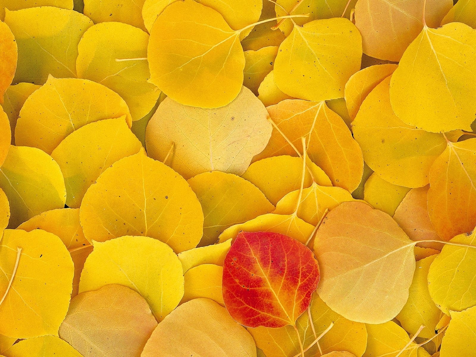Close-up of fallen autumn leaves with one red leaf HD Wallpaper