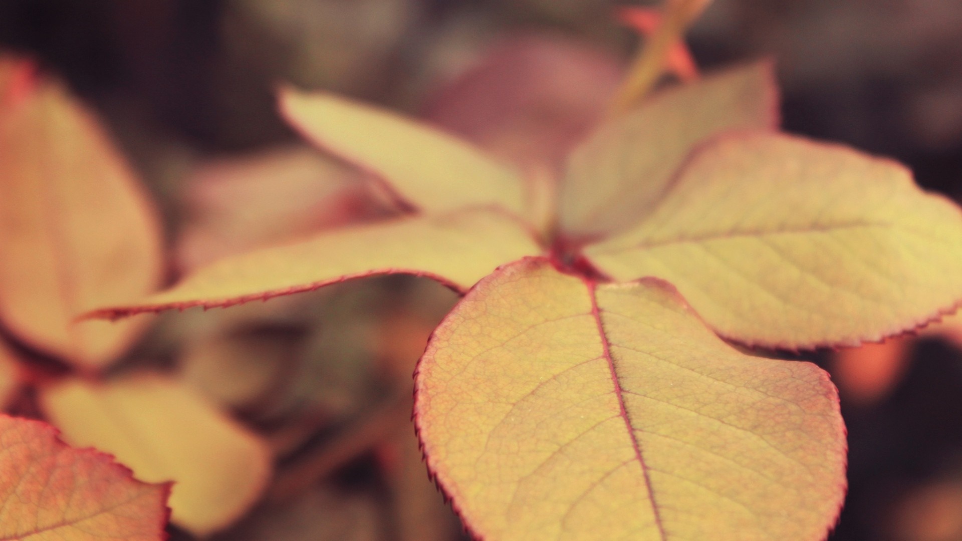 Close up of yellow and red leaves in sunlight HD Wallpaper