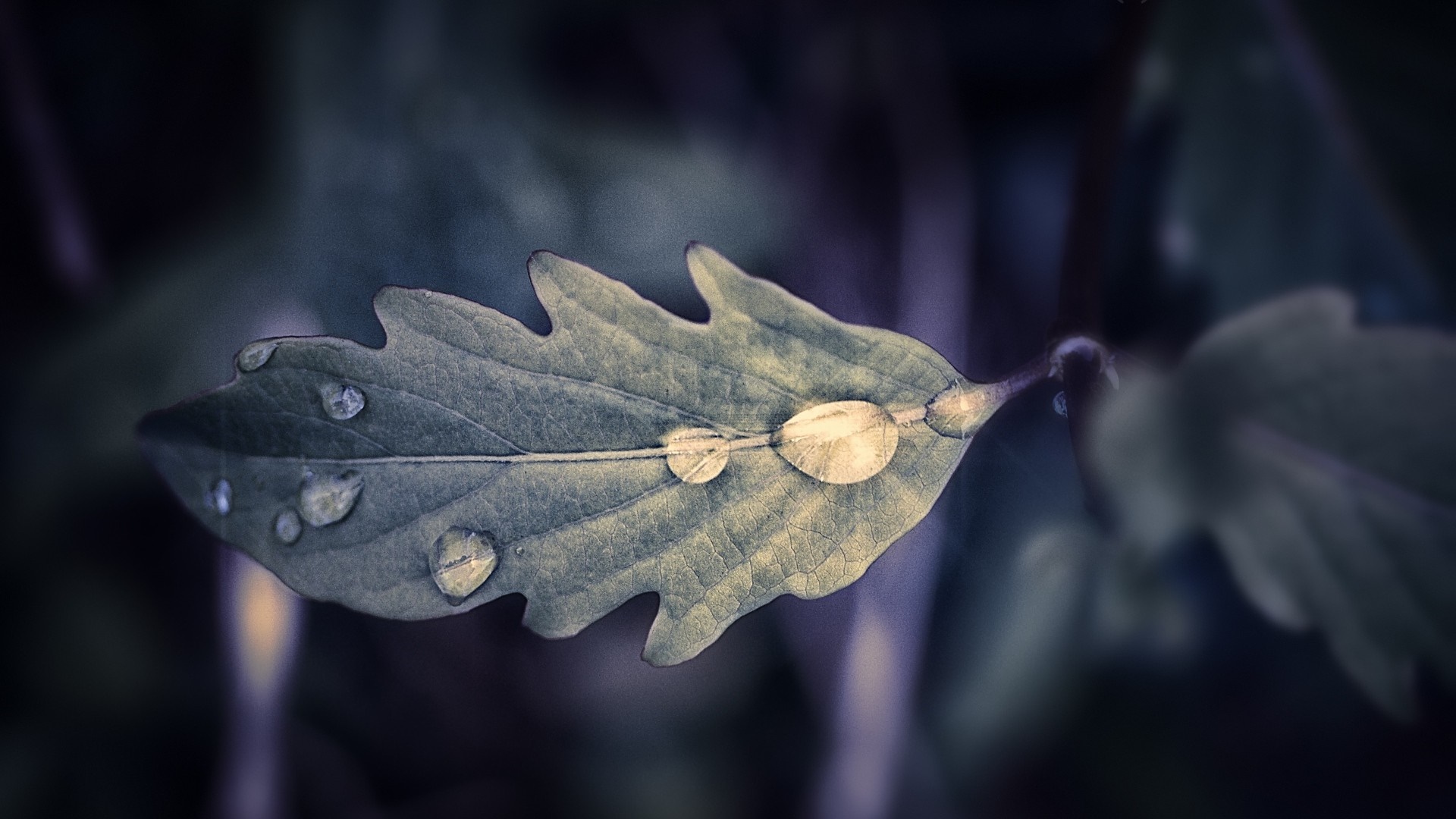 Close-up of a leaf with water drops HD Wallpaper
