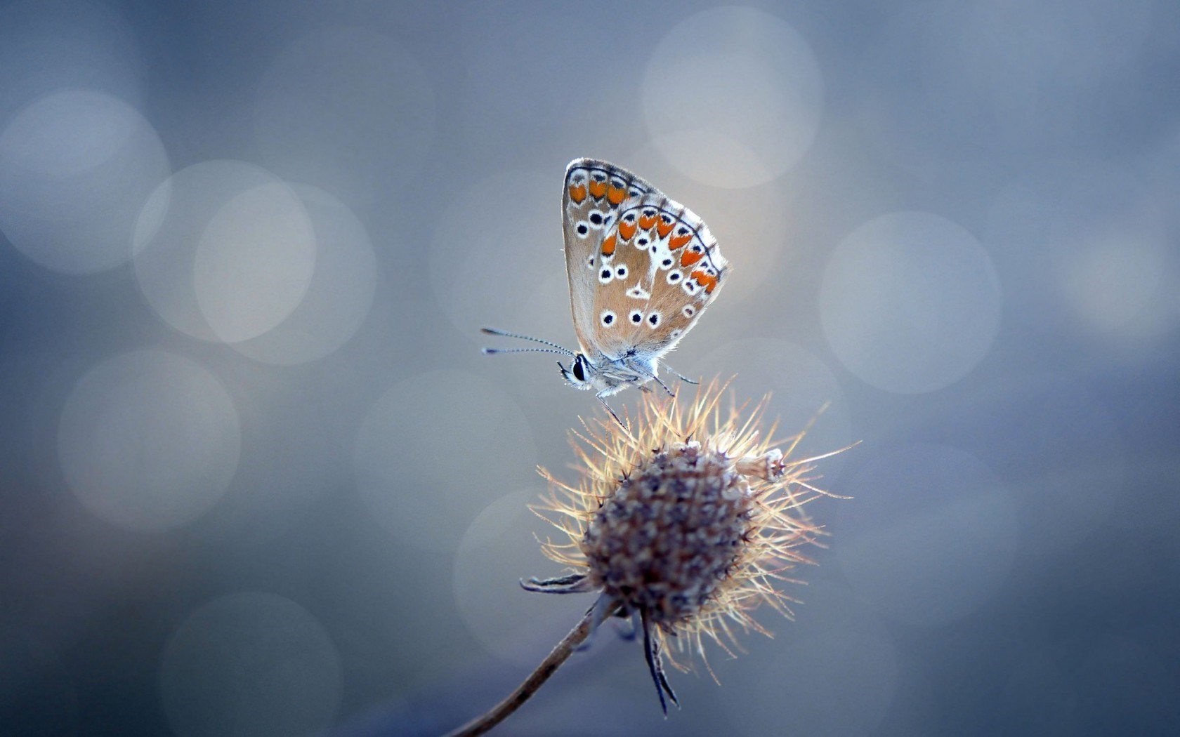 Butterfly on a dried flower with bokeh background HD Wallpaper