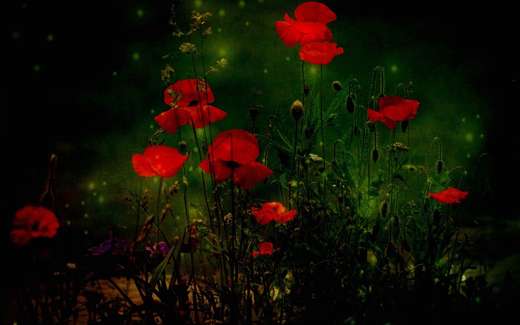 Red poppies in a dark, magical garden HD Wallpaper
