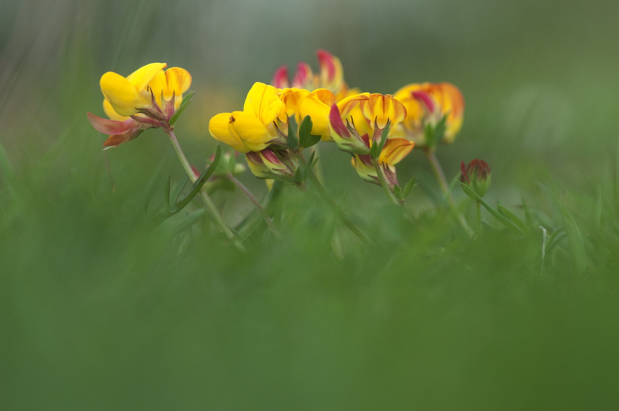 Yellow and red flowers in green grass HD Wallpaper