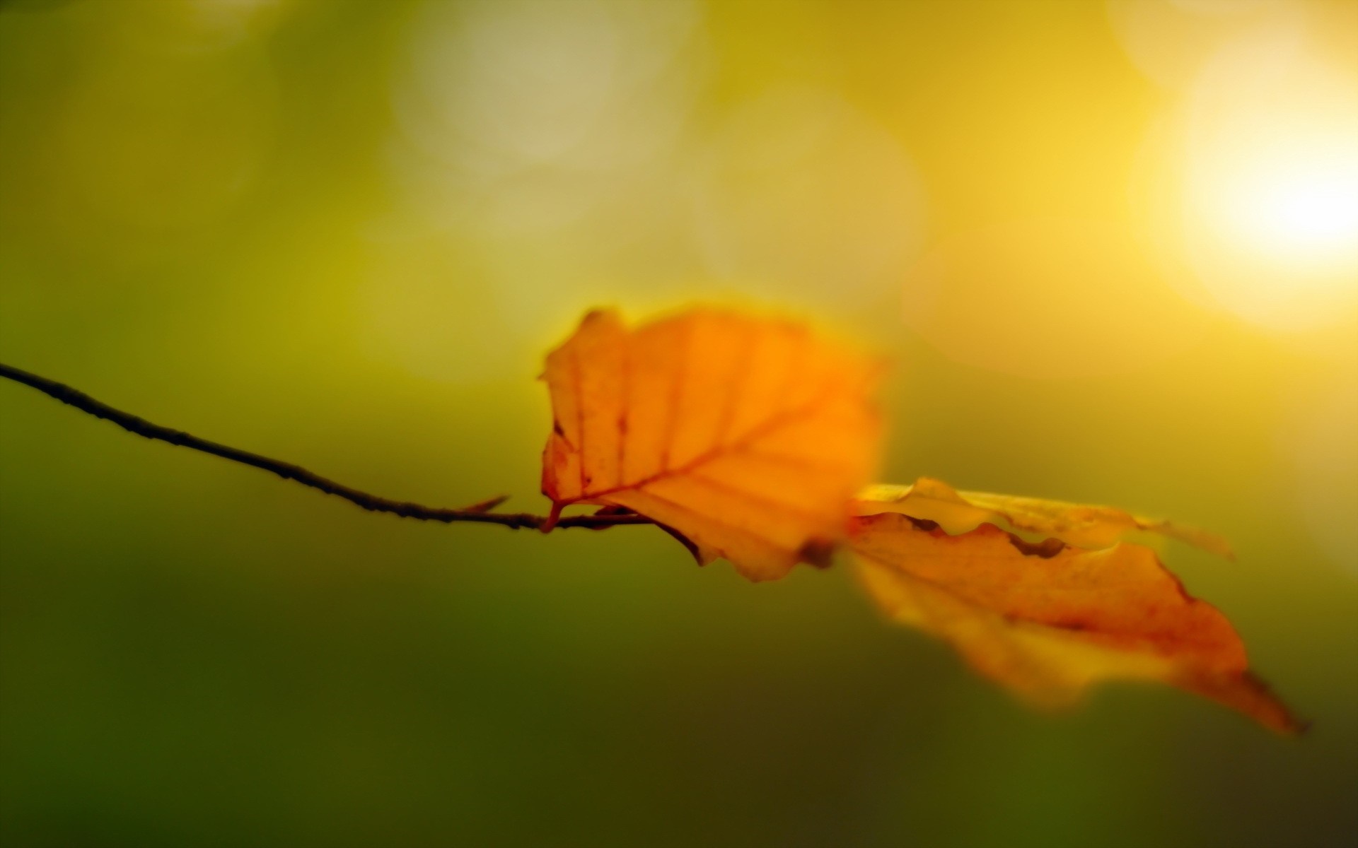 Autumn leaves on a branch with sunlight HD Wallpaper
