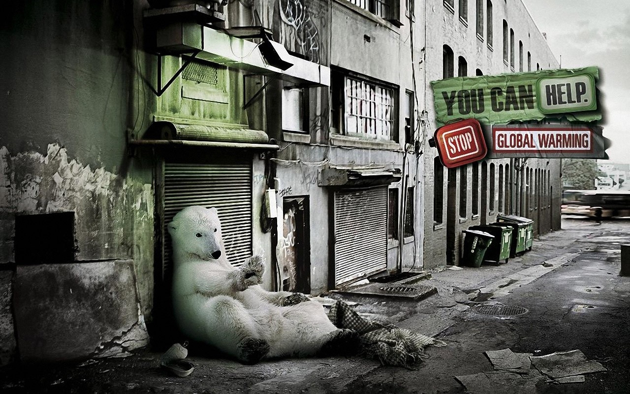 Polar bear in an alley with global warming message HD Wallpaper