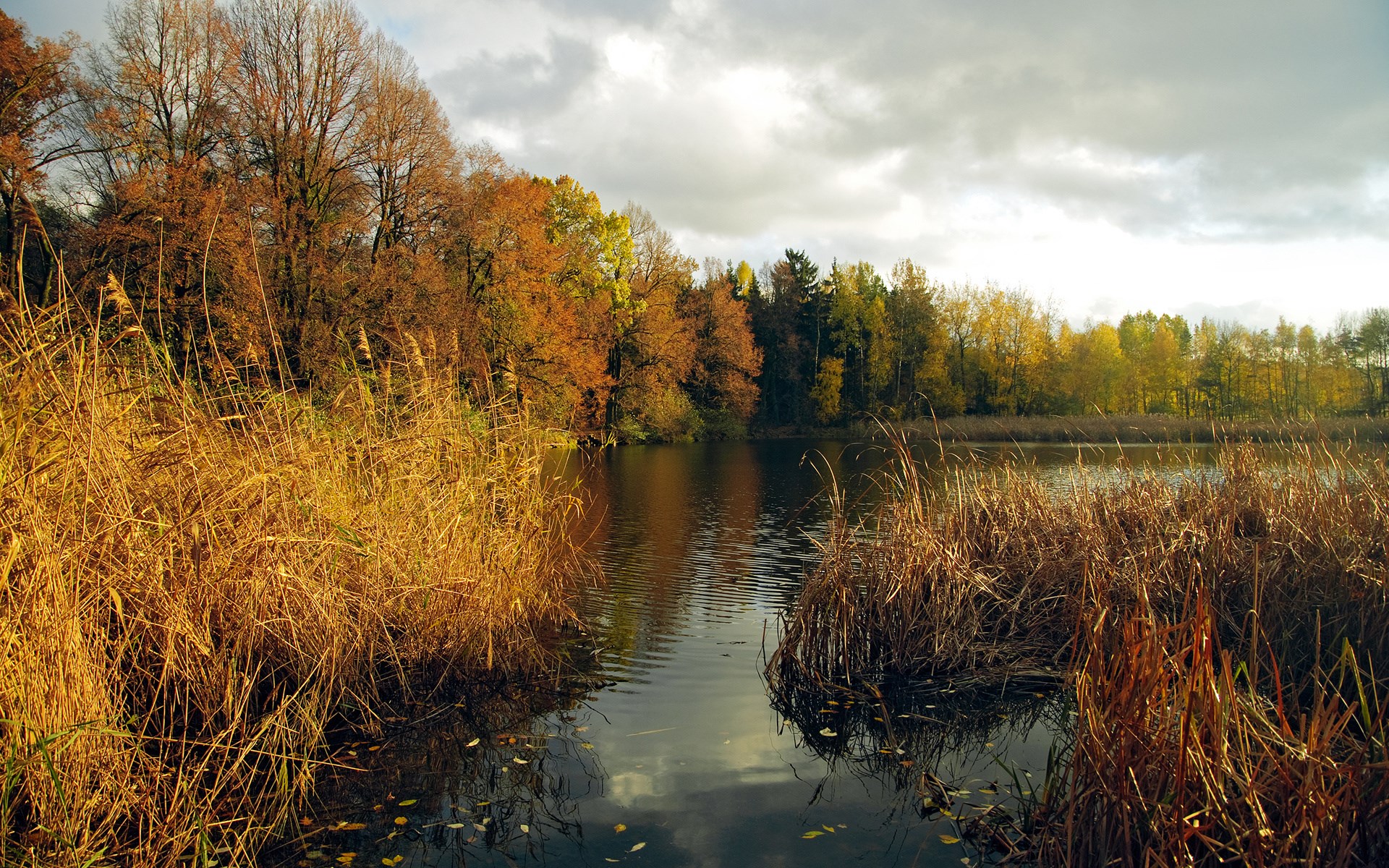 Autumn lake with reeds and colorful trees HD Wallpaper