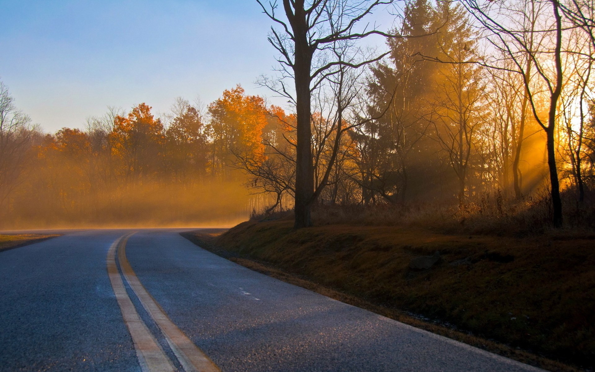 Road through misty autumn forest at sunrise HD Wallpaper