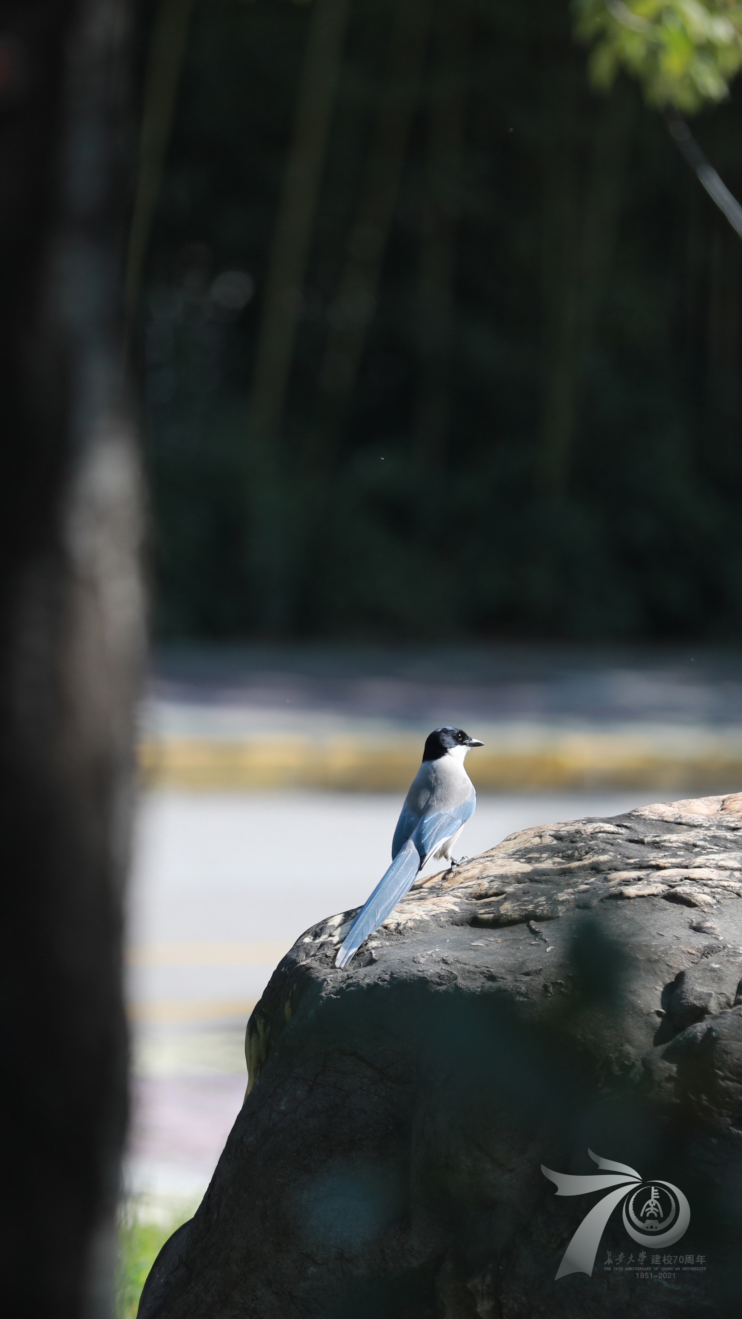 A blue bird sits on a rock in nature HD Phone Wallpaper
