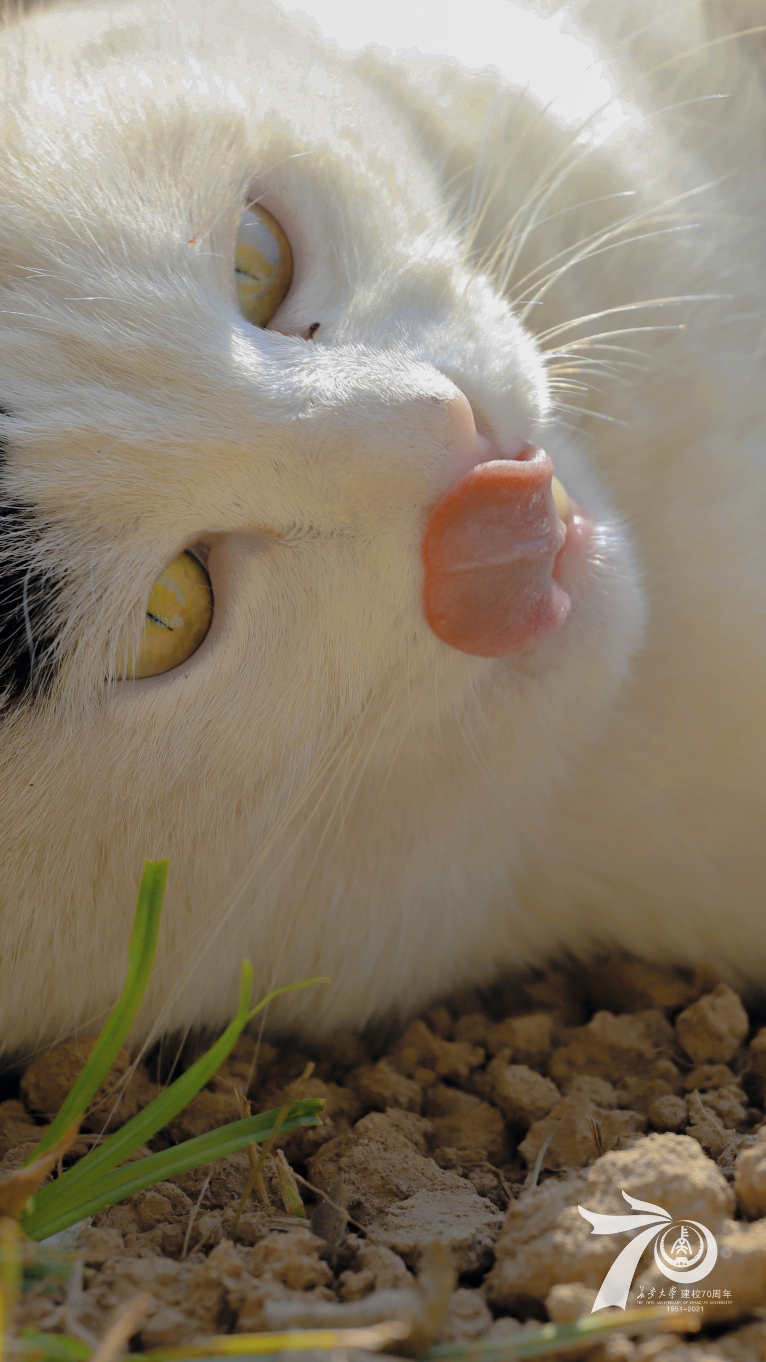 Close-up of a white cat licking its nose HD Phone Wallpaper
